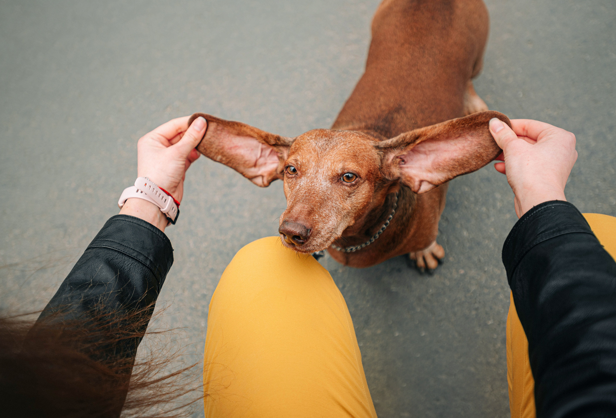Ира и Рекс. Фотограф — анималист Саратов/Москва|Плужникова Юлия