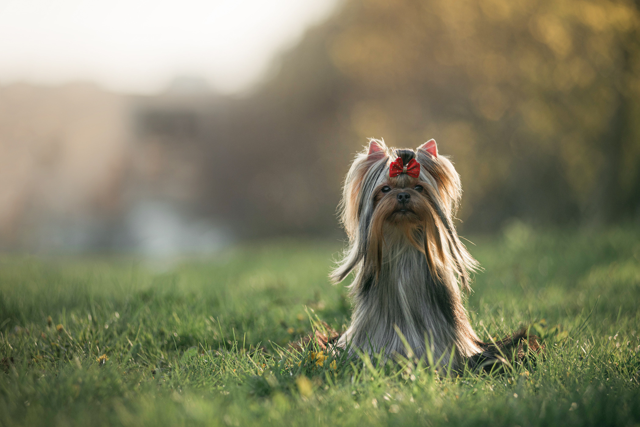 Фотосессия на набережной. Фотограф — анималист Саратов/Москва|Плужникова Юлия