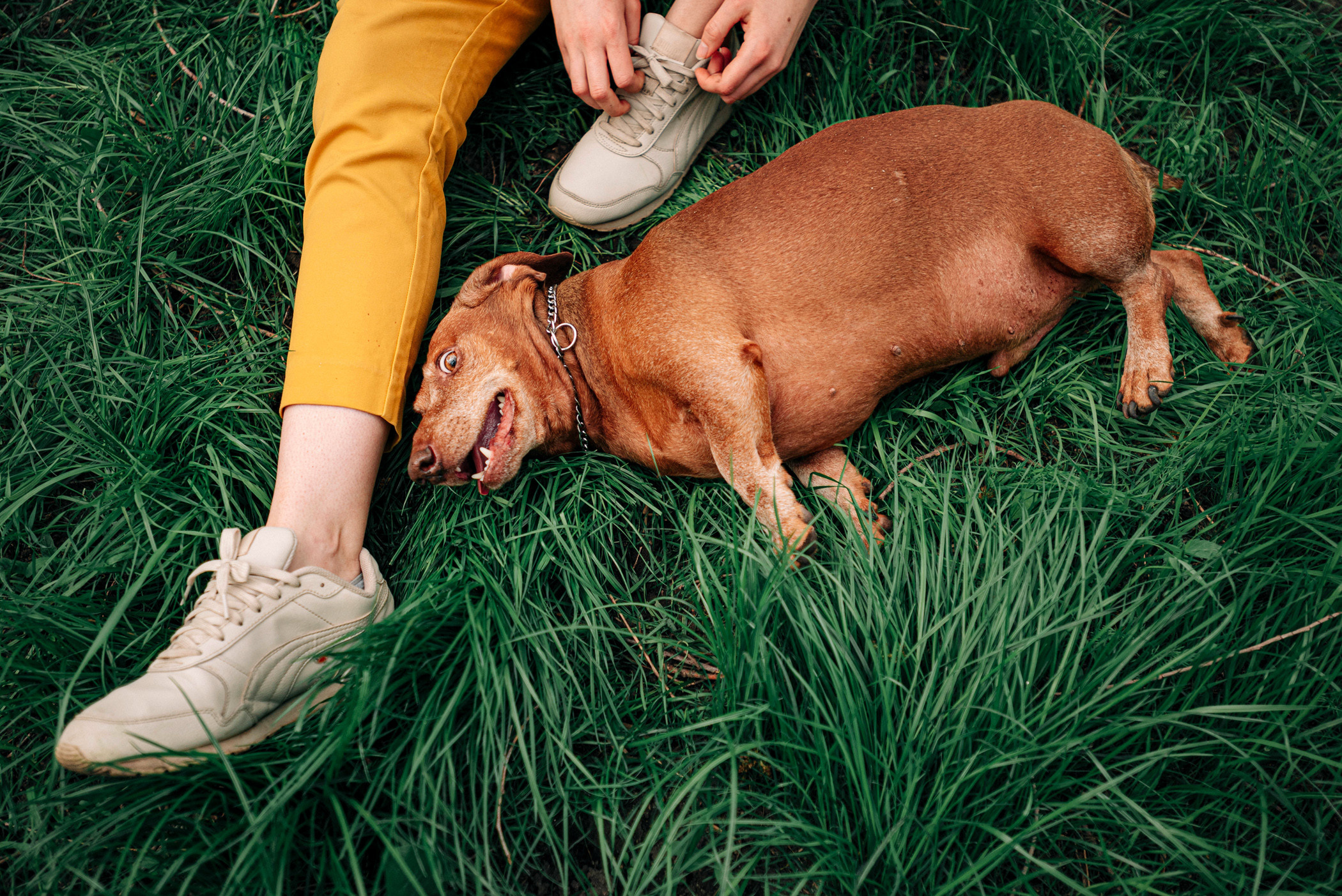 Ира и Рекс. Фотограф — анималист Саратов/Москва|Плужникова Юлия