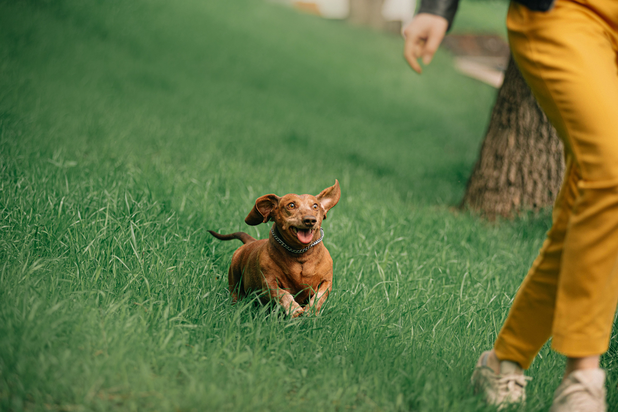 Ира и Рекс. Фотограф — анималист Саратов/Москва|Плужникова Юлия