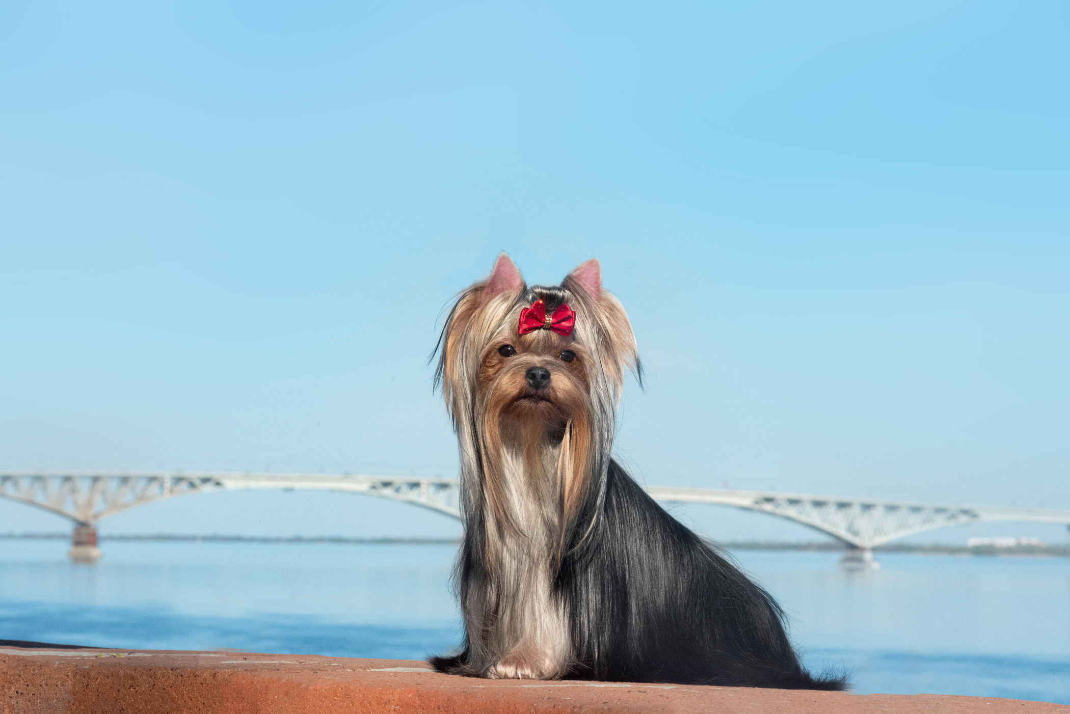 Фотосессия на набережной. Фотограф — анималист Саратов/Москва|Плужникова Юлия