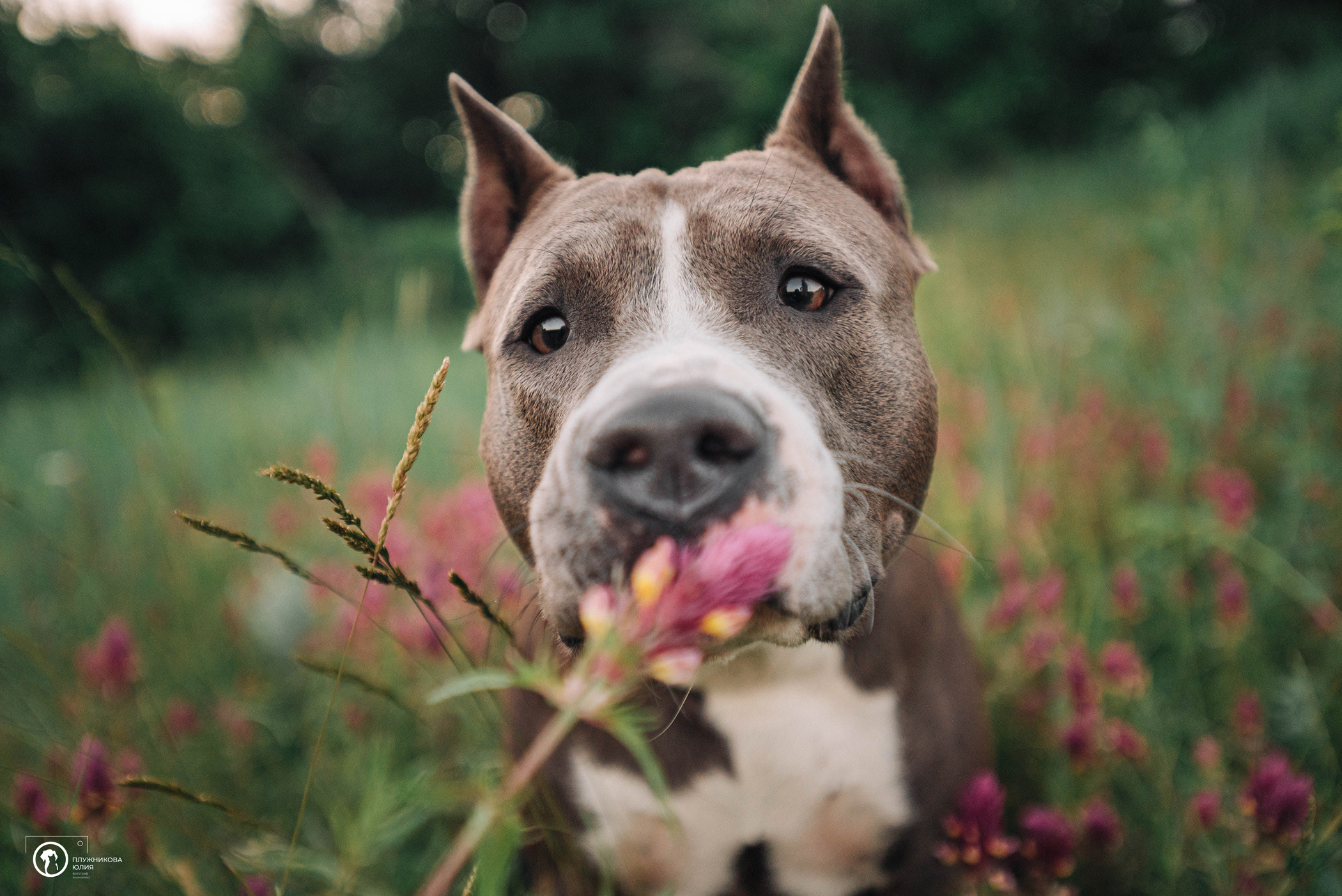 Юлия и Бэтти. Фотограф — анималист Саратов/Москва|Плужникова Юлия