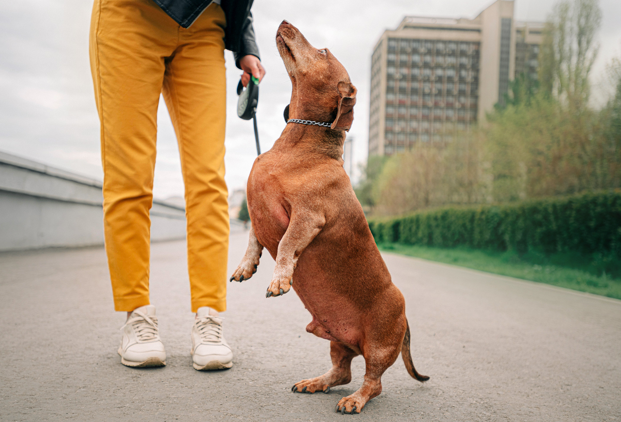 Ира и Рекс. Фотограф — анималист Саратов/Москва|Плужникова Юлия