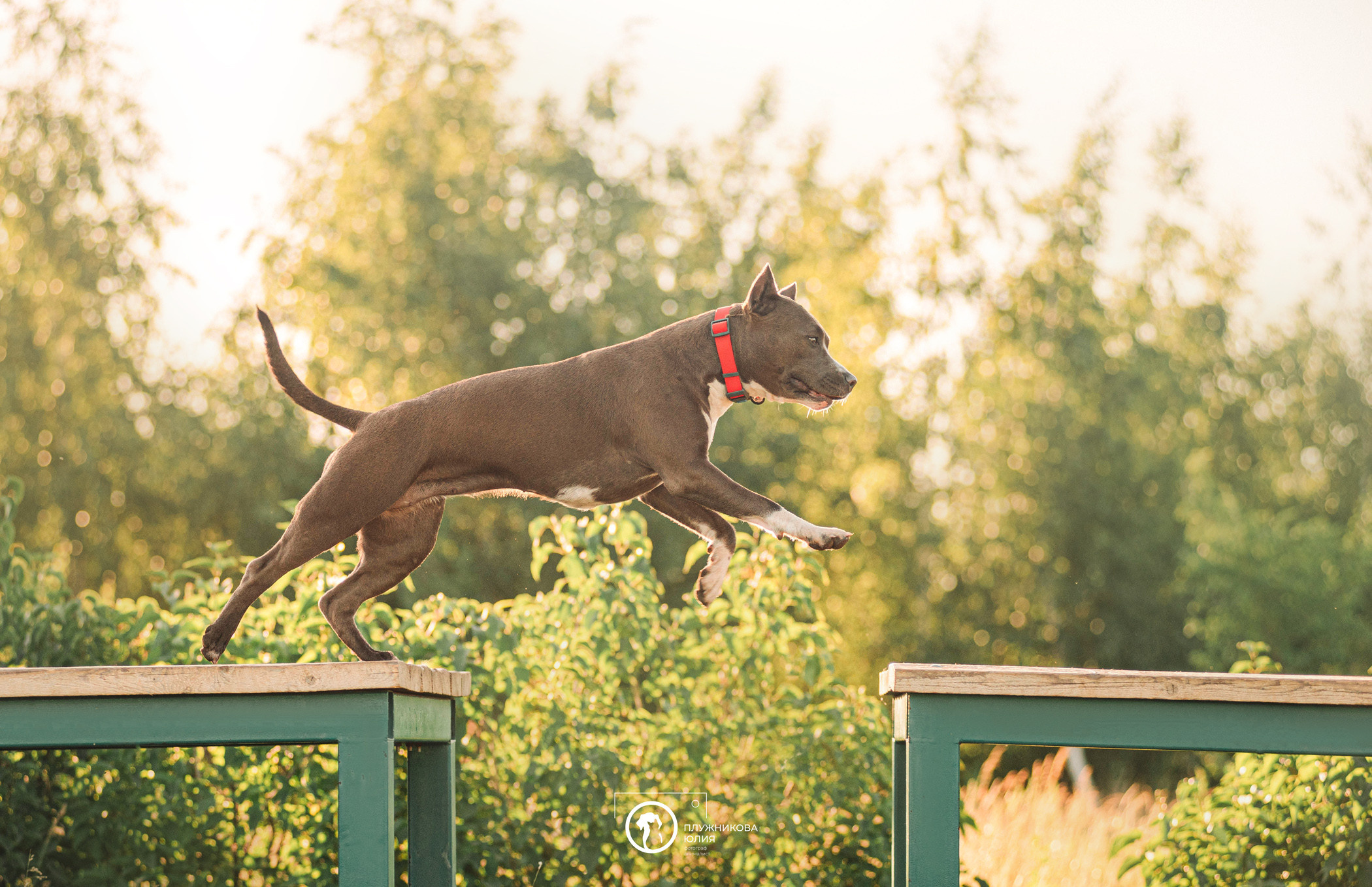 Юлия и Бэтти. Фотограф — анималист Саратов/Москва|Плужникова Юлия