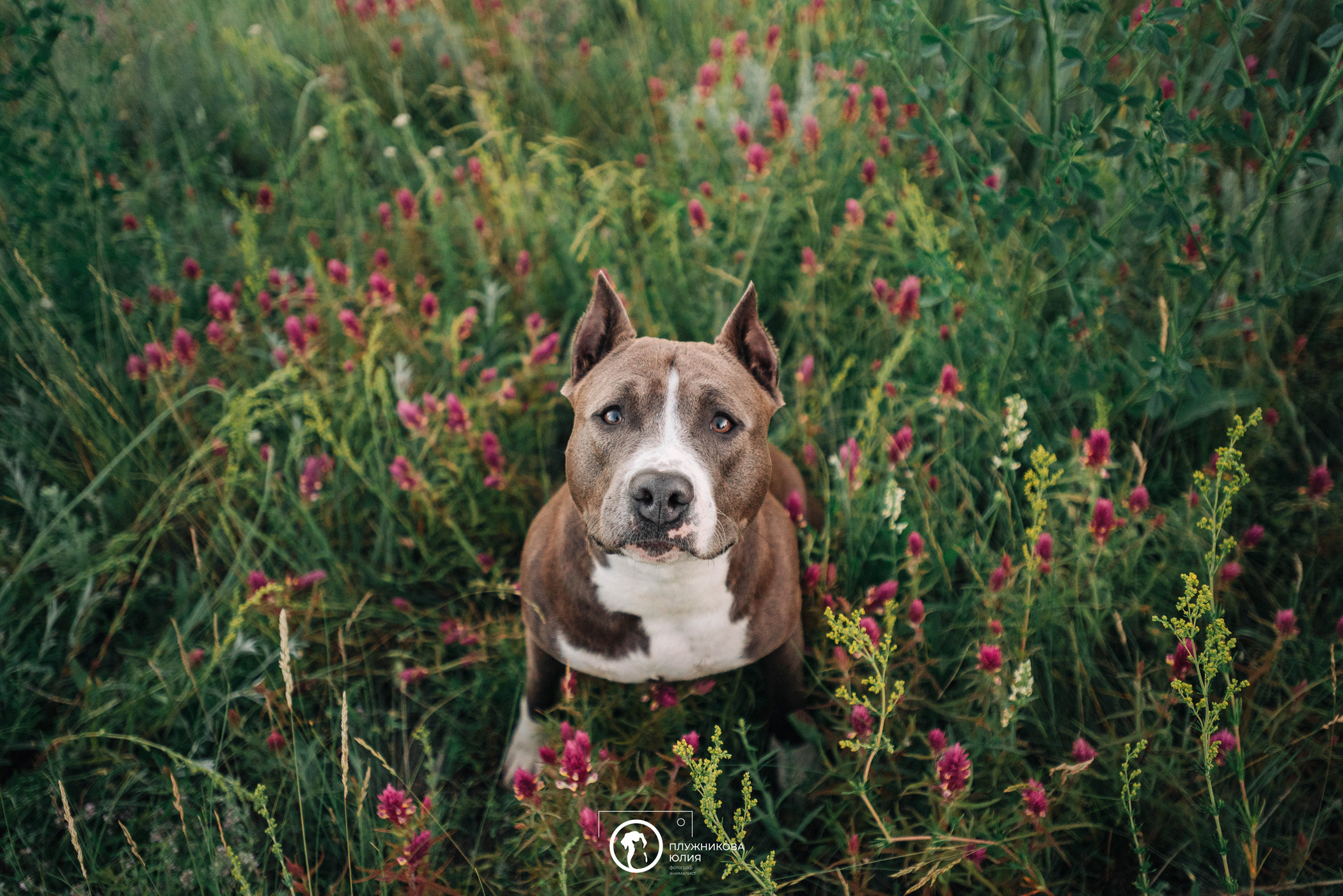 Юлия и Бэтти. Фотограф — анималист Саратов/Москва|Плужникова Юлия