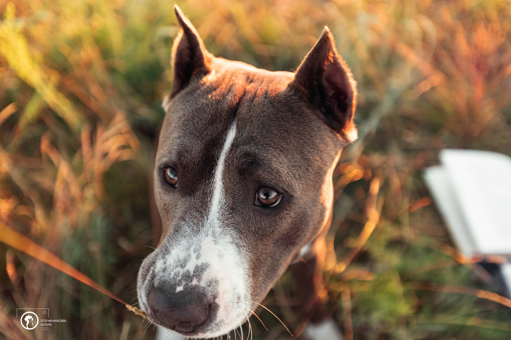 Юлия и Бэтти. Фотограф — анималист Саратов/Москва|Плужникова Юлия