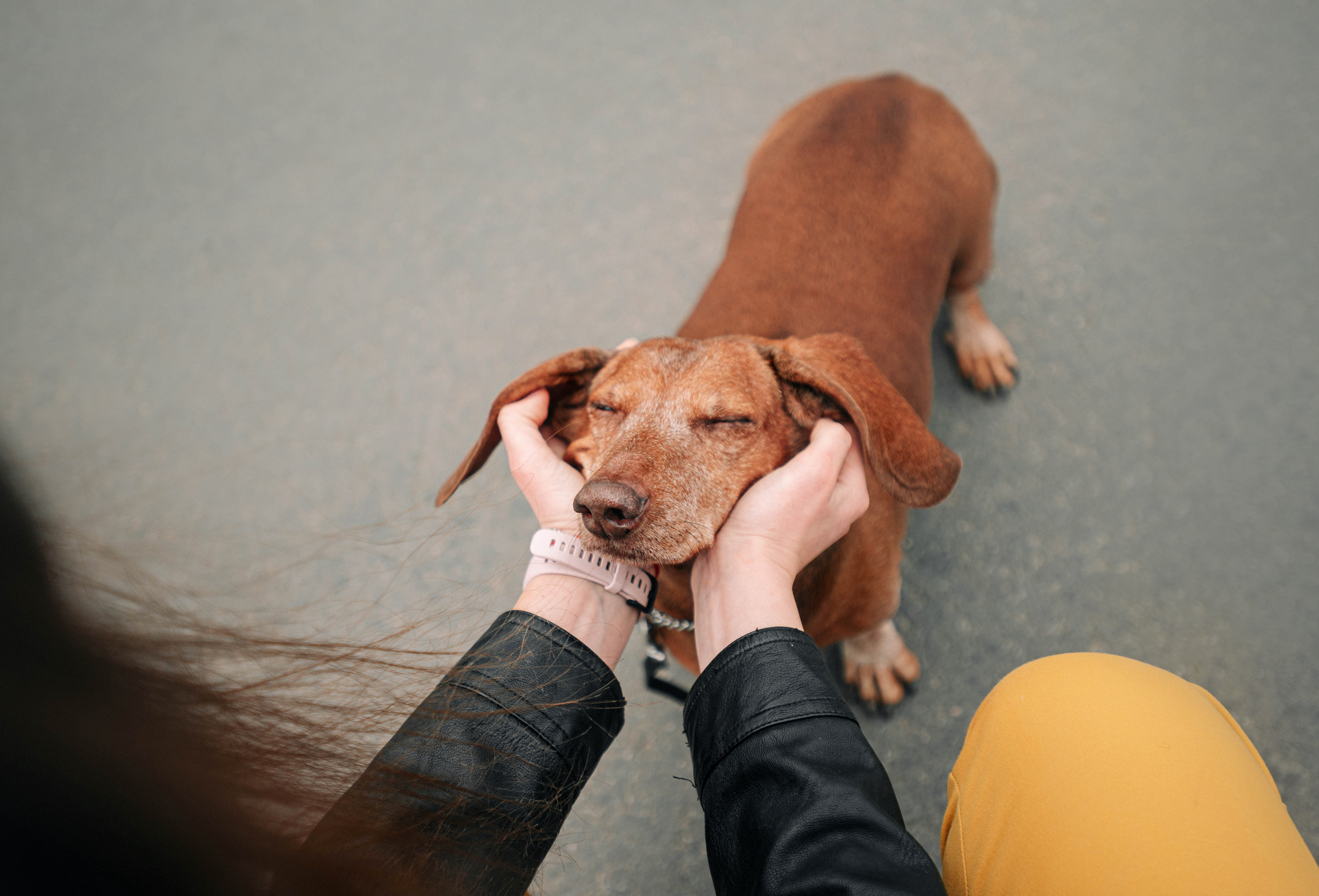 Ира и Рекс. Фотограф — анималист Саратов/Москва|Плужникова Юлия