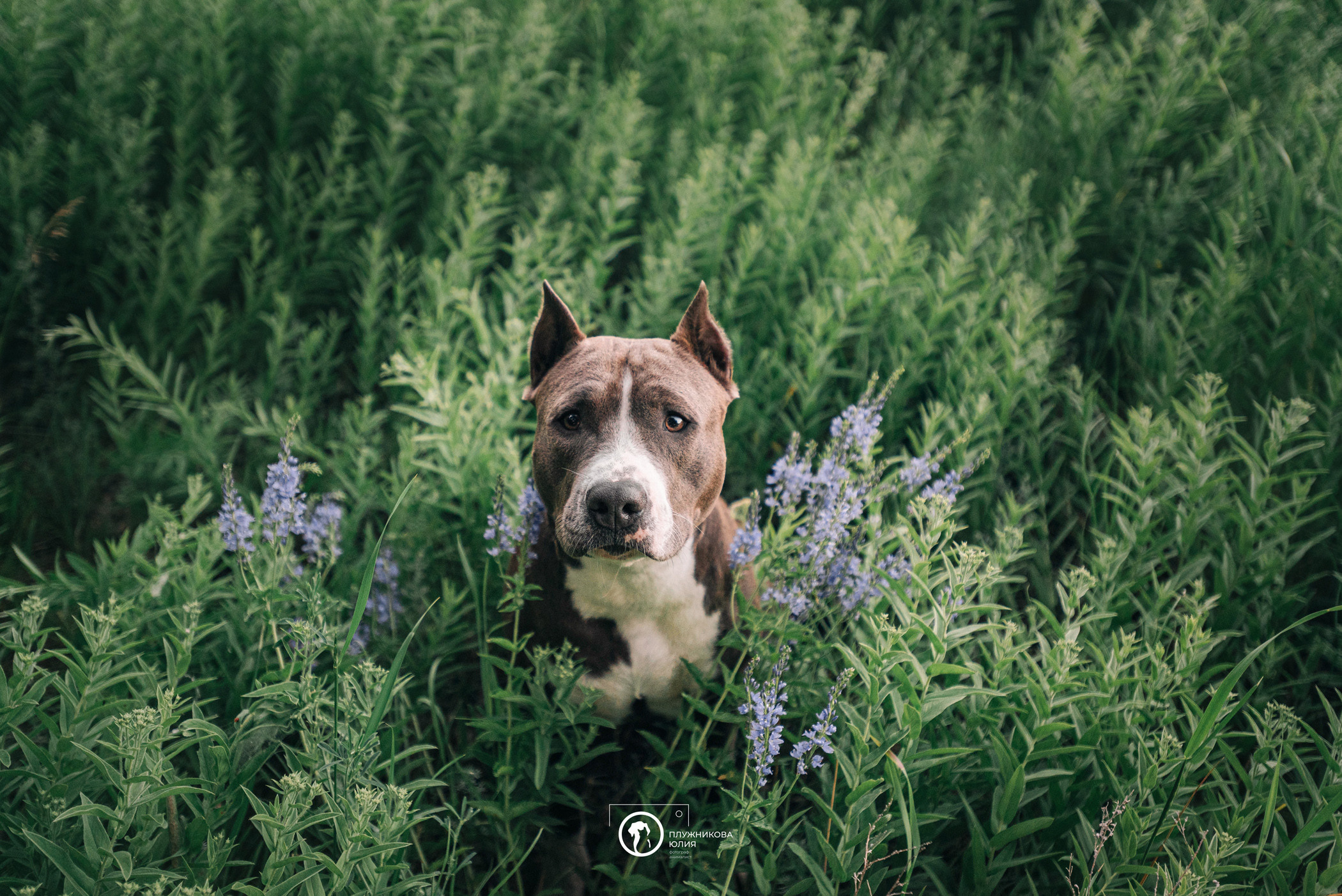 Юлия и Бэтти. Фотограф — анималист Саратов/Москва|Плужникова Юлия