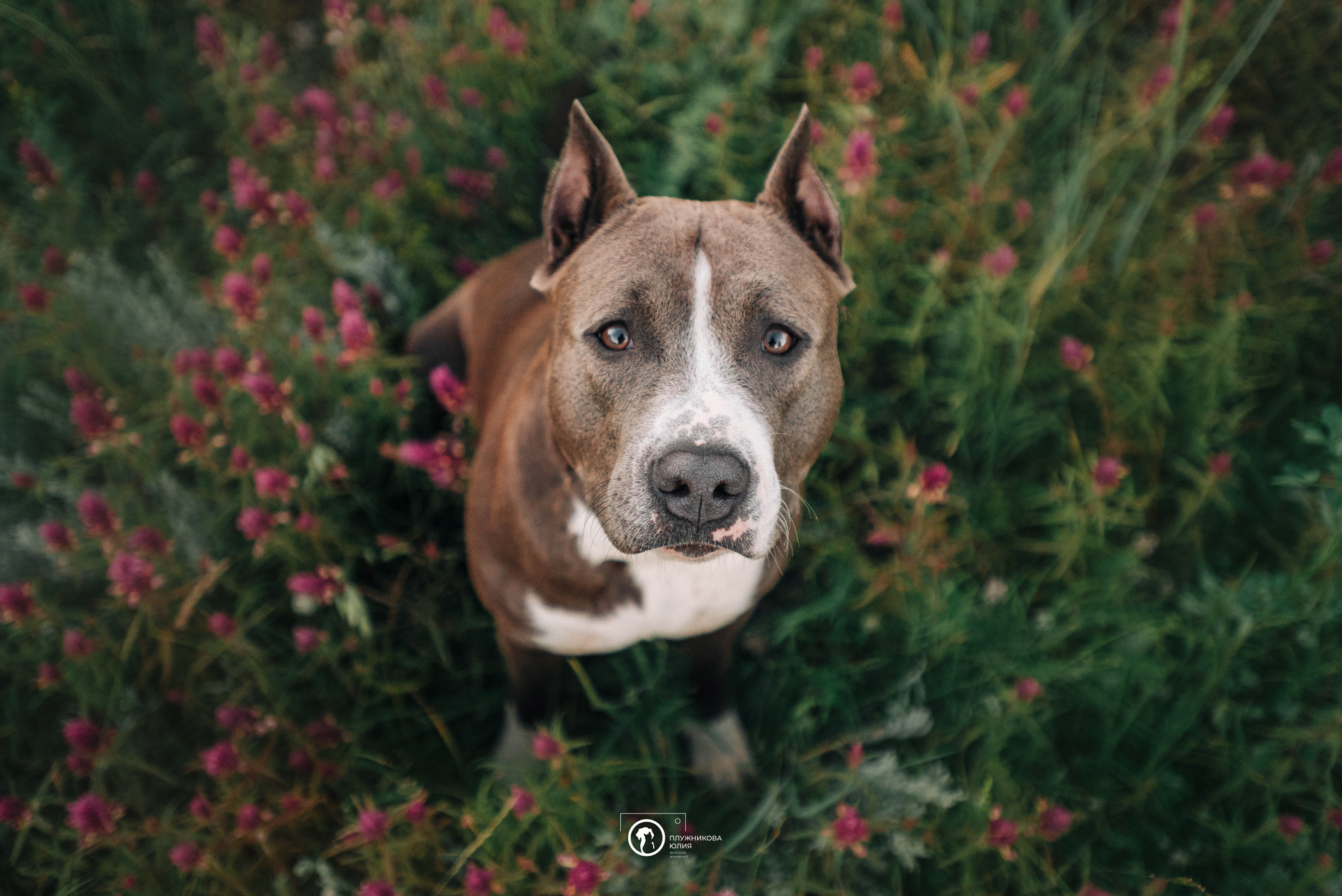 Юлия и Бэтти. Фотограф — анималист Саратов/Москва|Плужникова Юлия