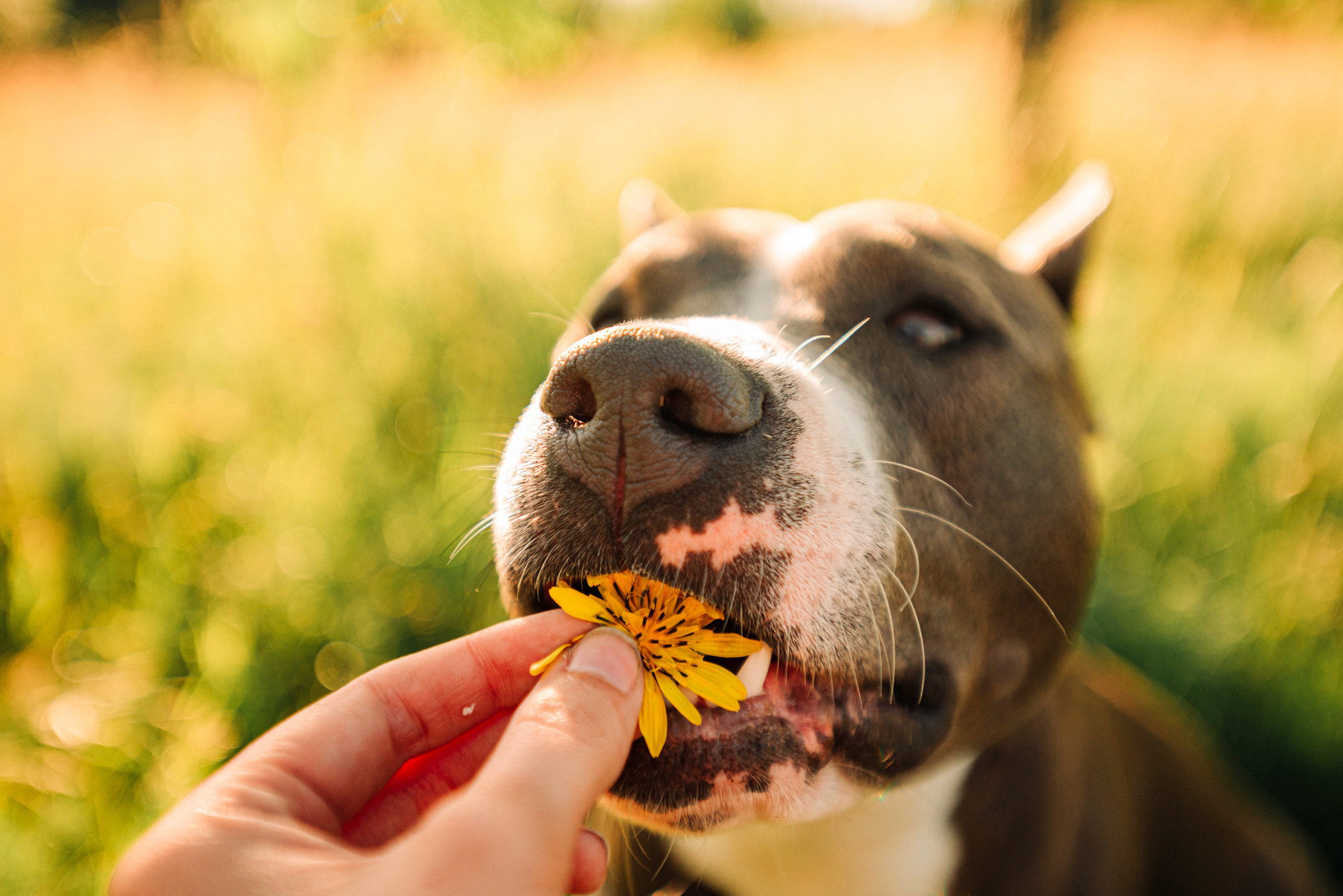 Юлия и Бэтти. Фотограф — анималист Саратов/Москва|Плужникова Юлия
