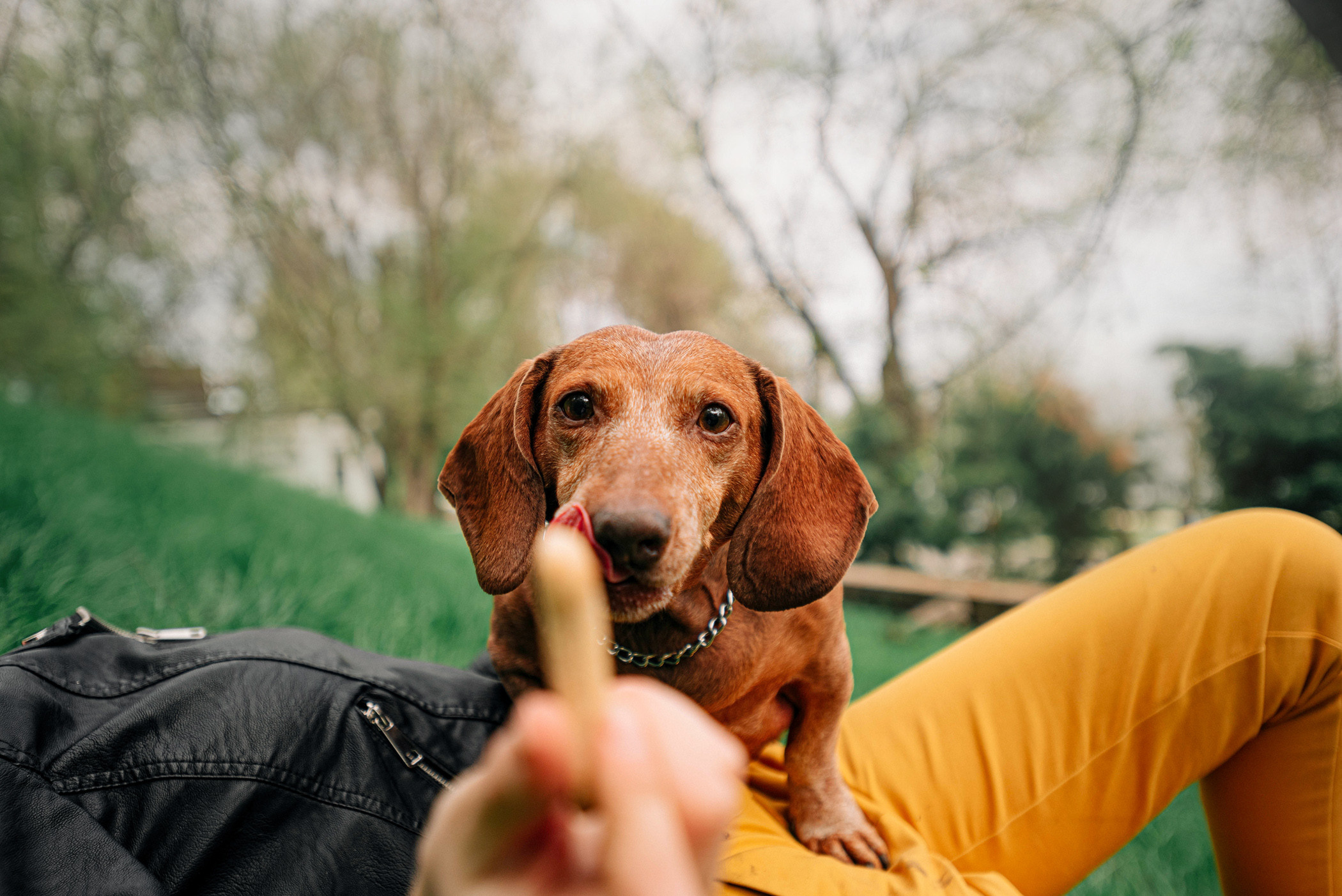Ира и Рекс. Фотограф — анималист Саратов/Москва|Плужникова Юлия