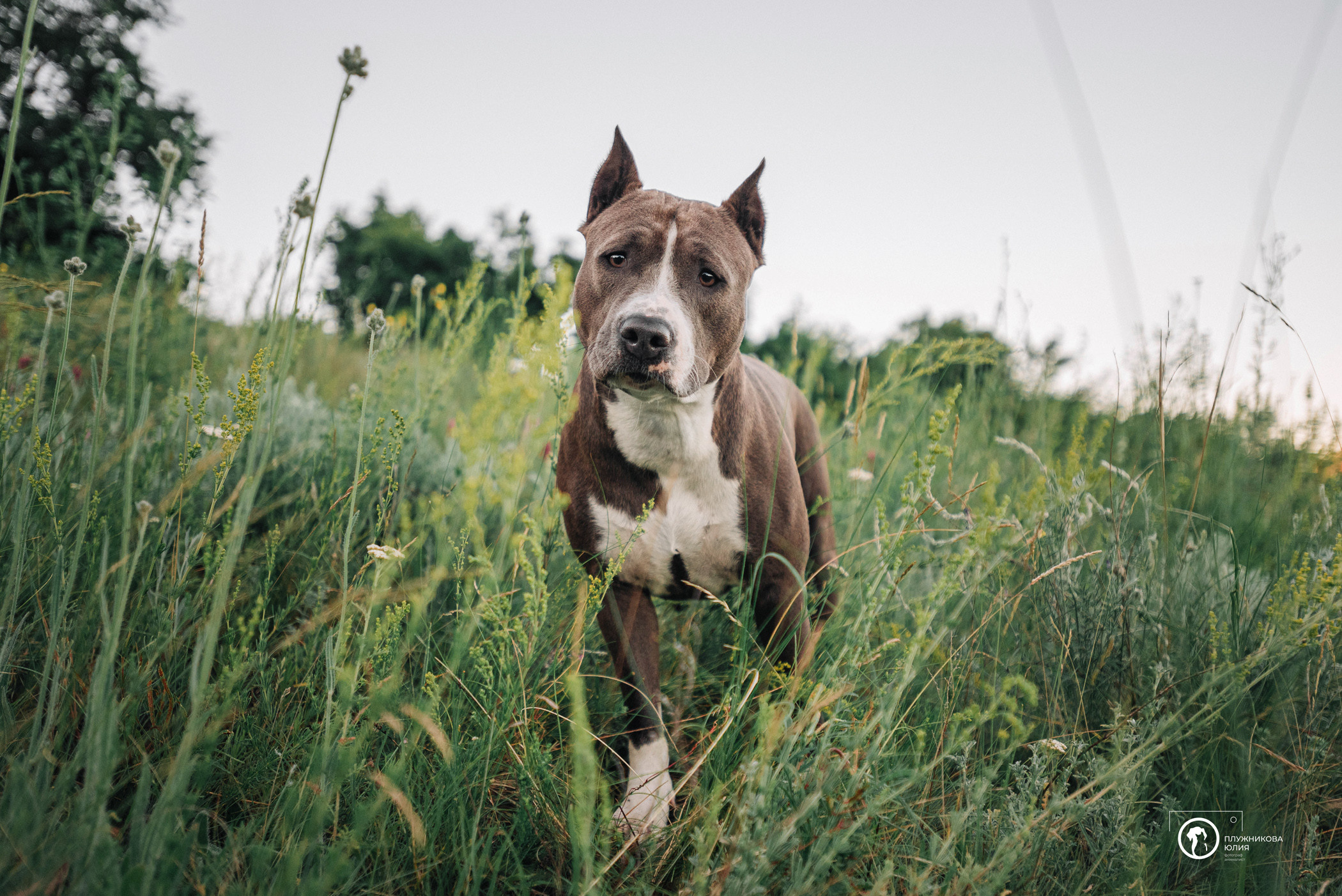 Юлия и Бэтти. Фотограф — анималист Саратов/Москва|Плужникова Юлия