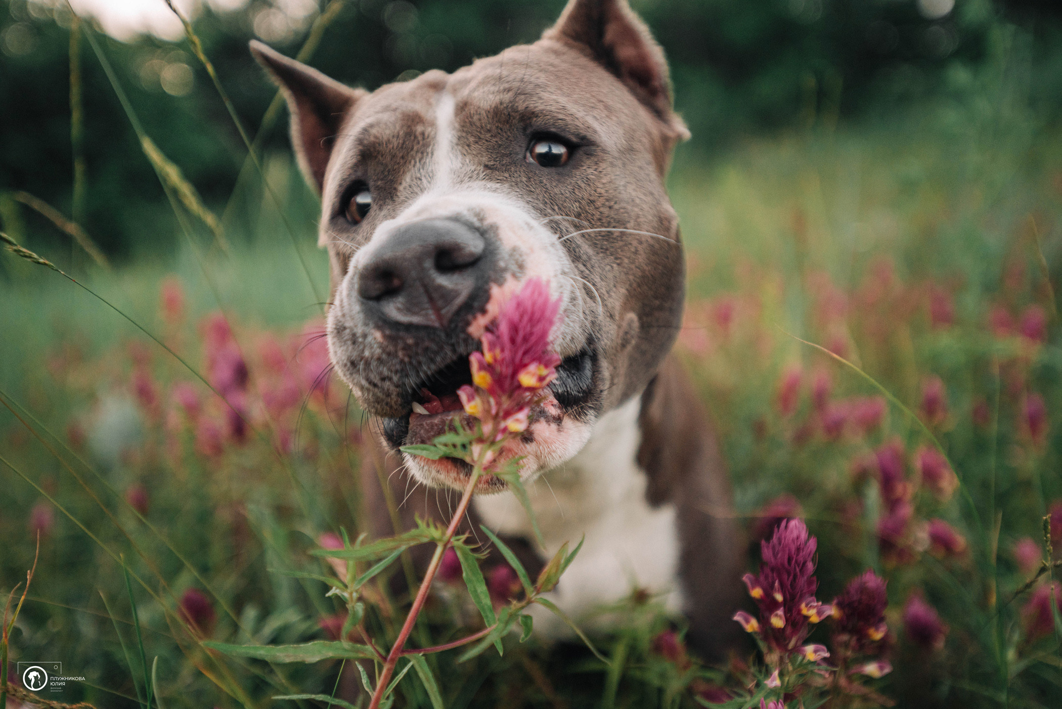 Юлия и Бэтти. Фотограф — анималист Саратов/Москва|Плужникова Юлия