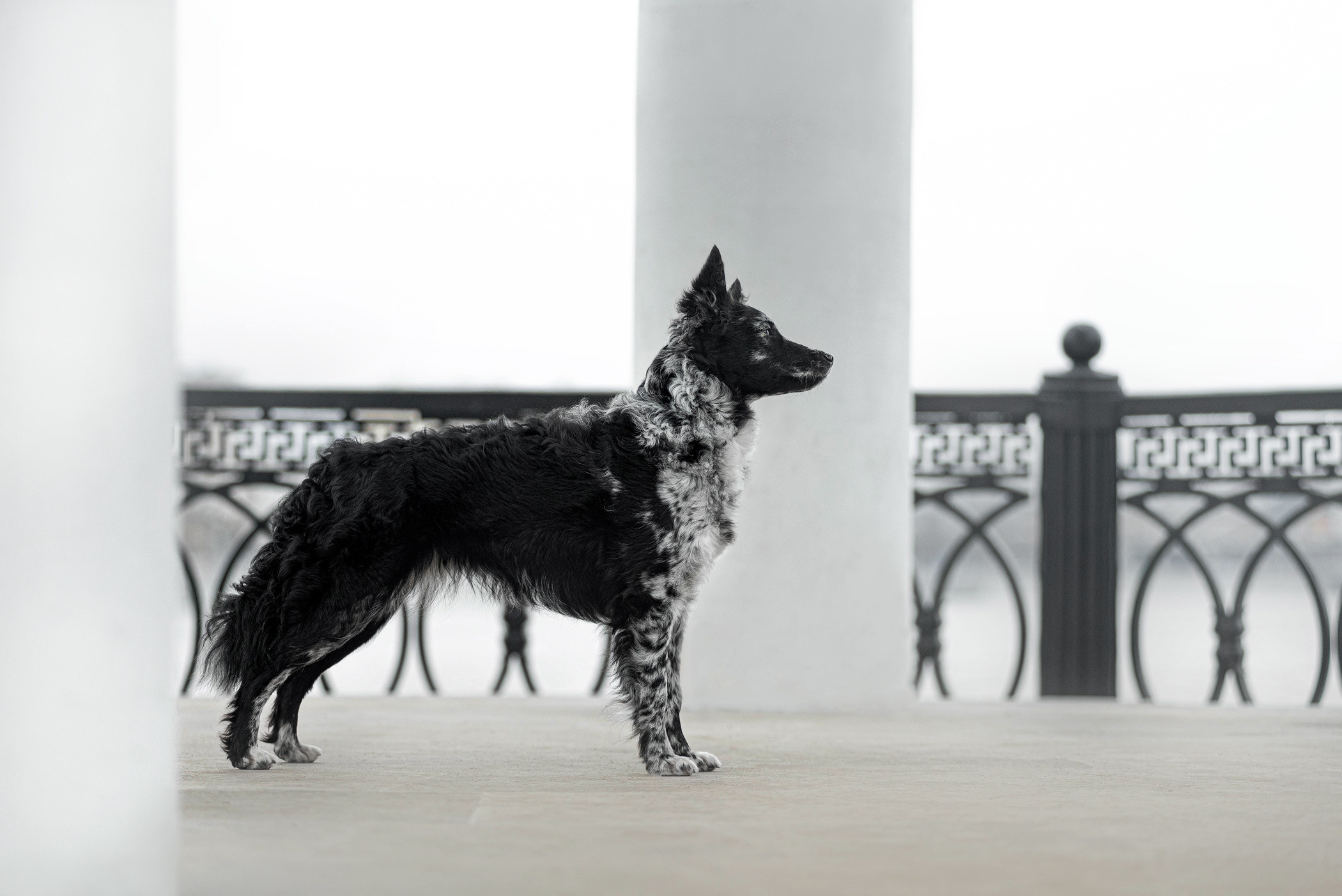 Маша и Эни в Музеоне. Фотограф — анималист Саратов/Москва|Плужникова Юлия
