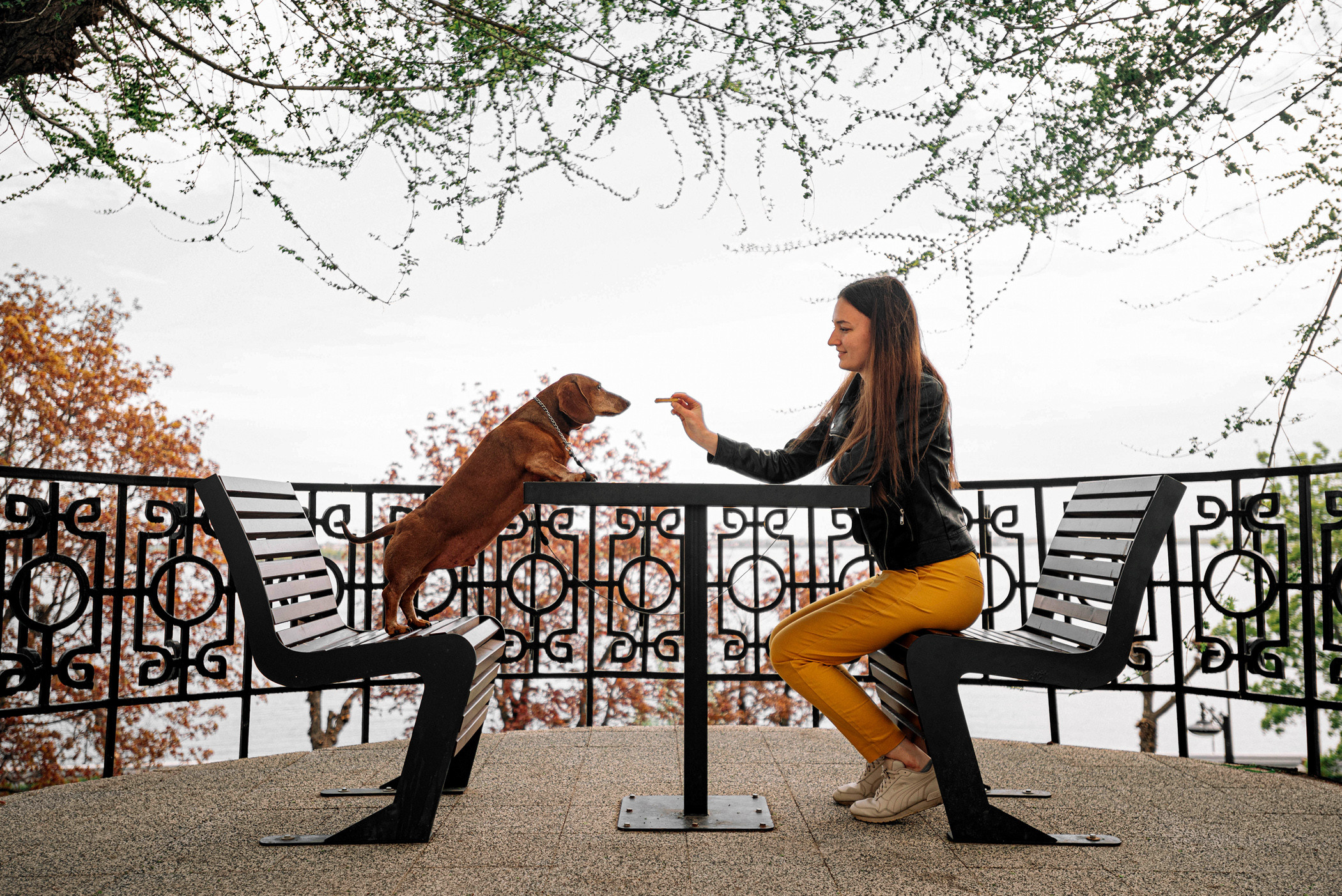 Ира и Рекс. Фотограф — анималист Саратов/Москва|Плужникова Юлия