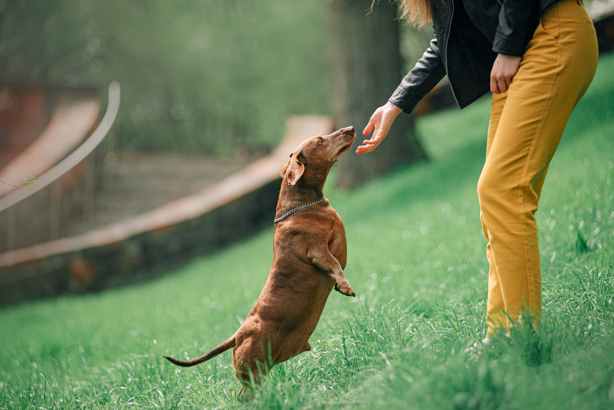 Ира и Рекс. Фотограф — анималист Саратов/Москва|Плужникова Юлия