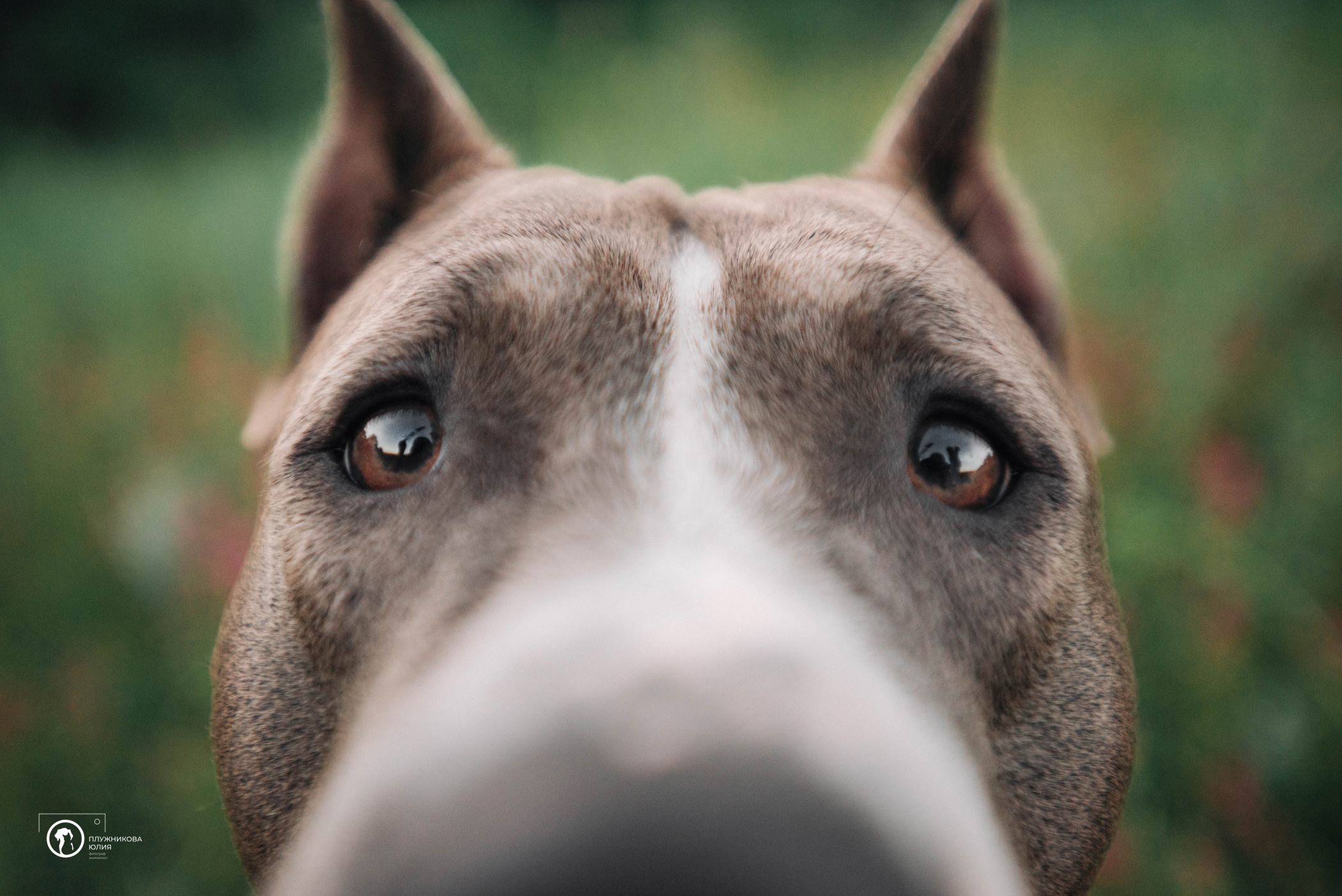 Юлия и Бэтти. Фотограф — анималист Саратов/Москва|Плужникова Юлия