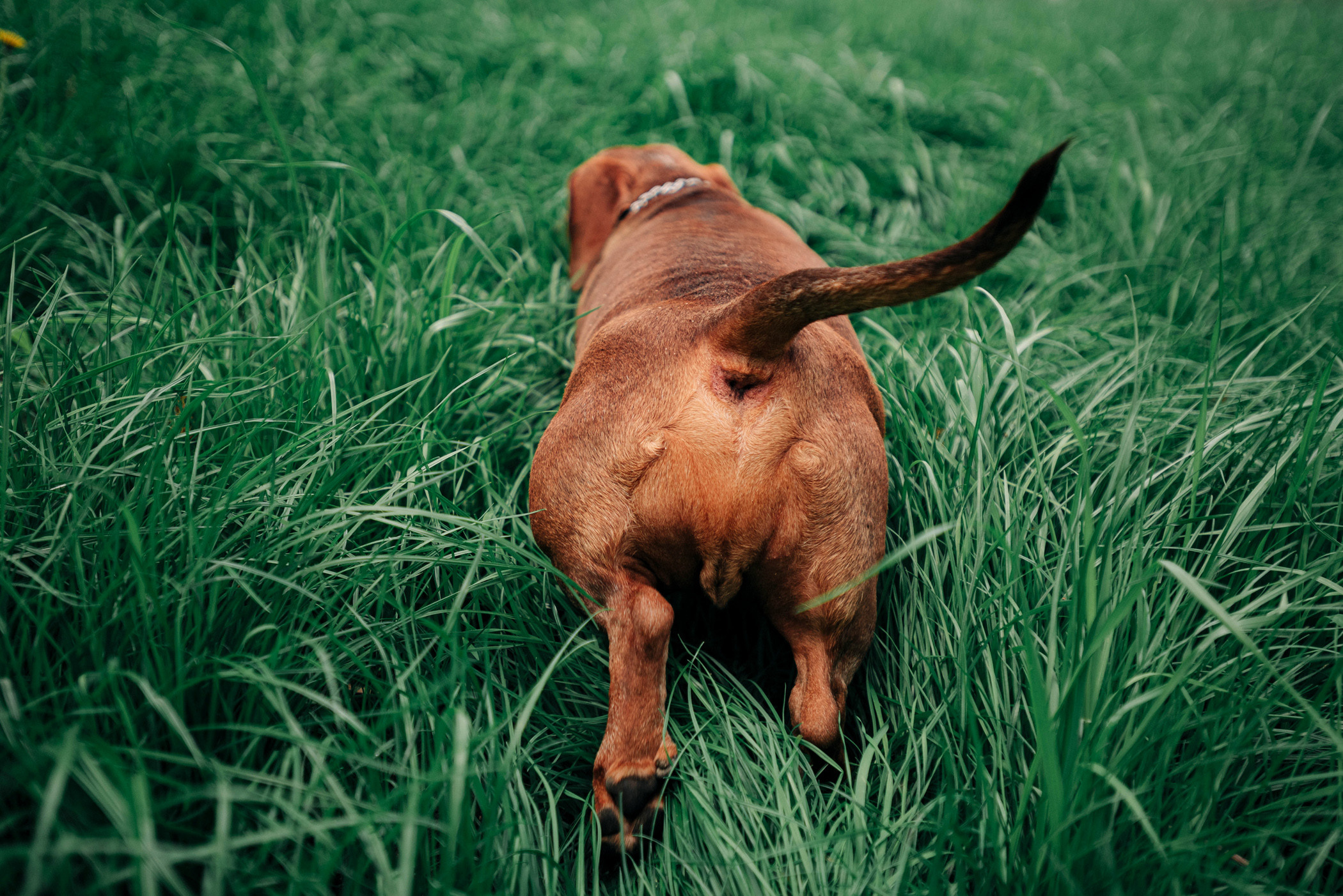 Ира и Рекс. Фотограф — анималист Саратов/Москва|Плужникова Юлия