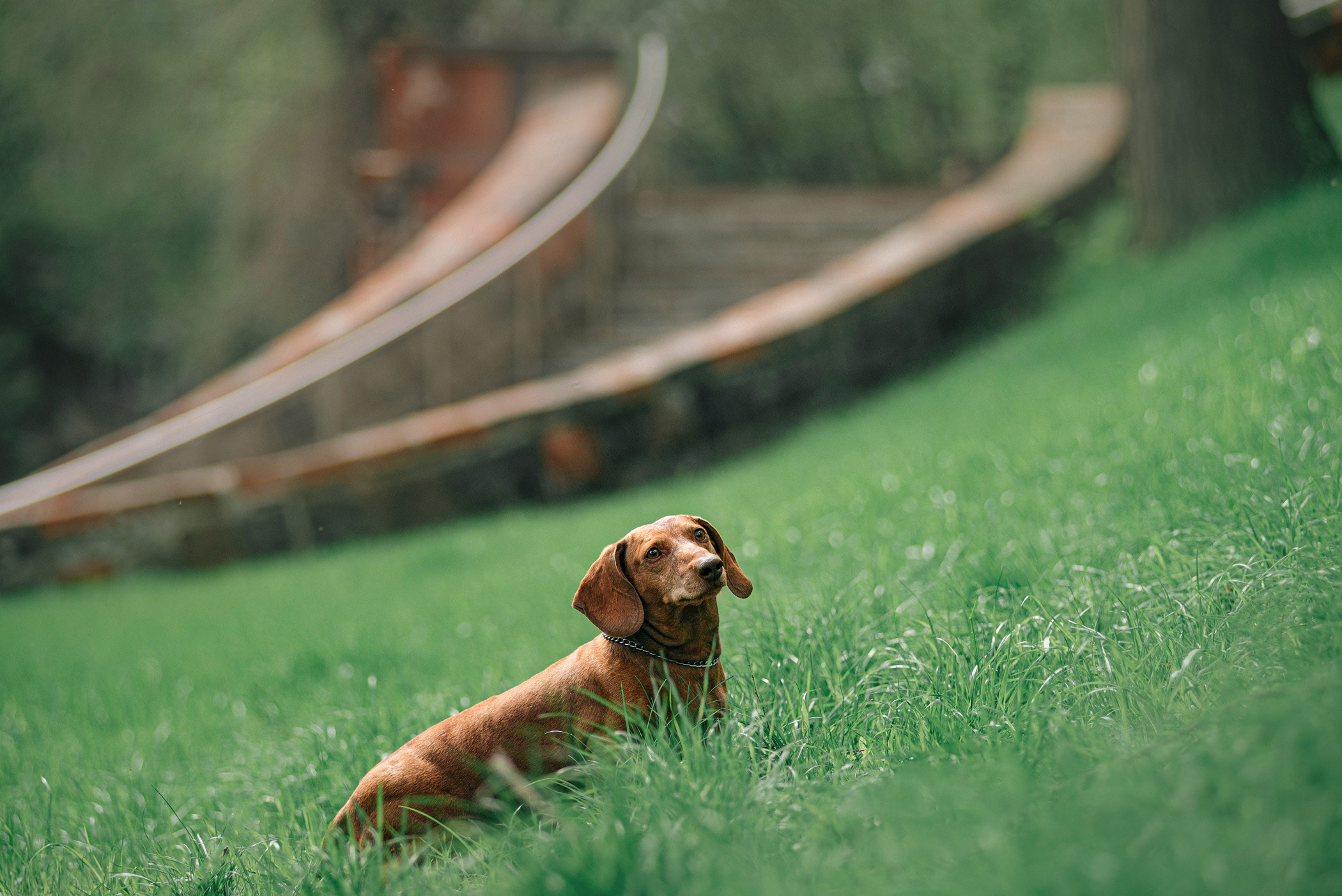 Ира и Рекс. Фотограф — анималист Саратов/Москва|Плужникова Юлия