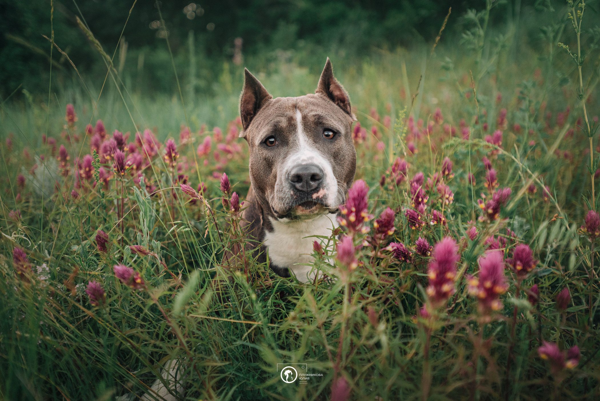 Юлия и Бэтти. Фотограф — анималист Саратов/Москва|Плужникова Юлия