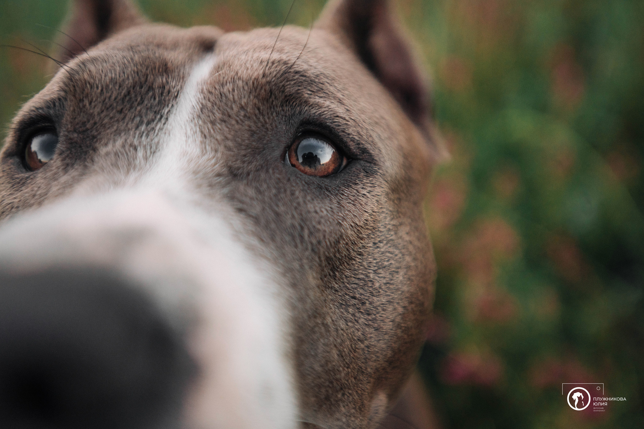 Юлия и Бэтти. Фотограф — анималист Саратов/Москва|Плужникова Юлия