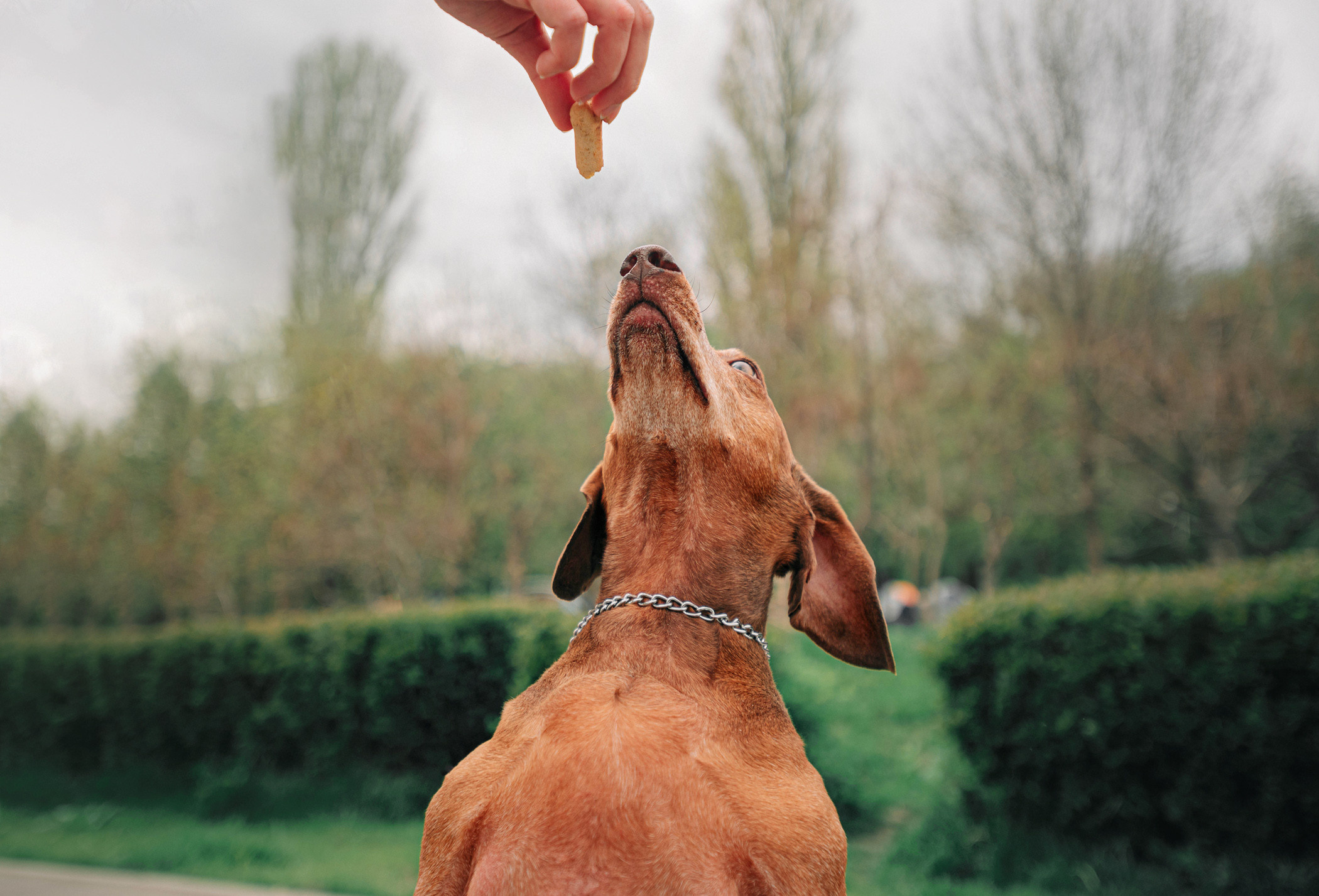 Ира и Рекс. Фотограф — анималист Саратов/Москва|Плужникова Юлия