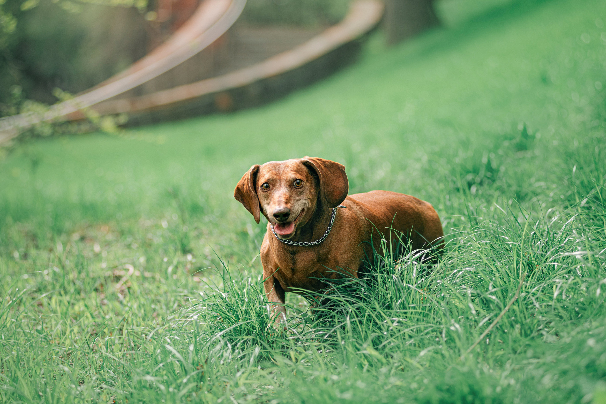 Ира и Рекс. Фотограф — анималист Саратов/Москва|Плужникова Юлия