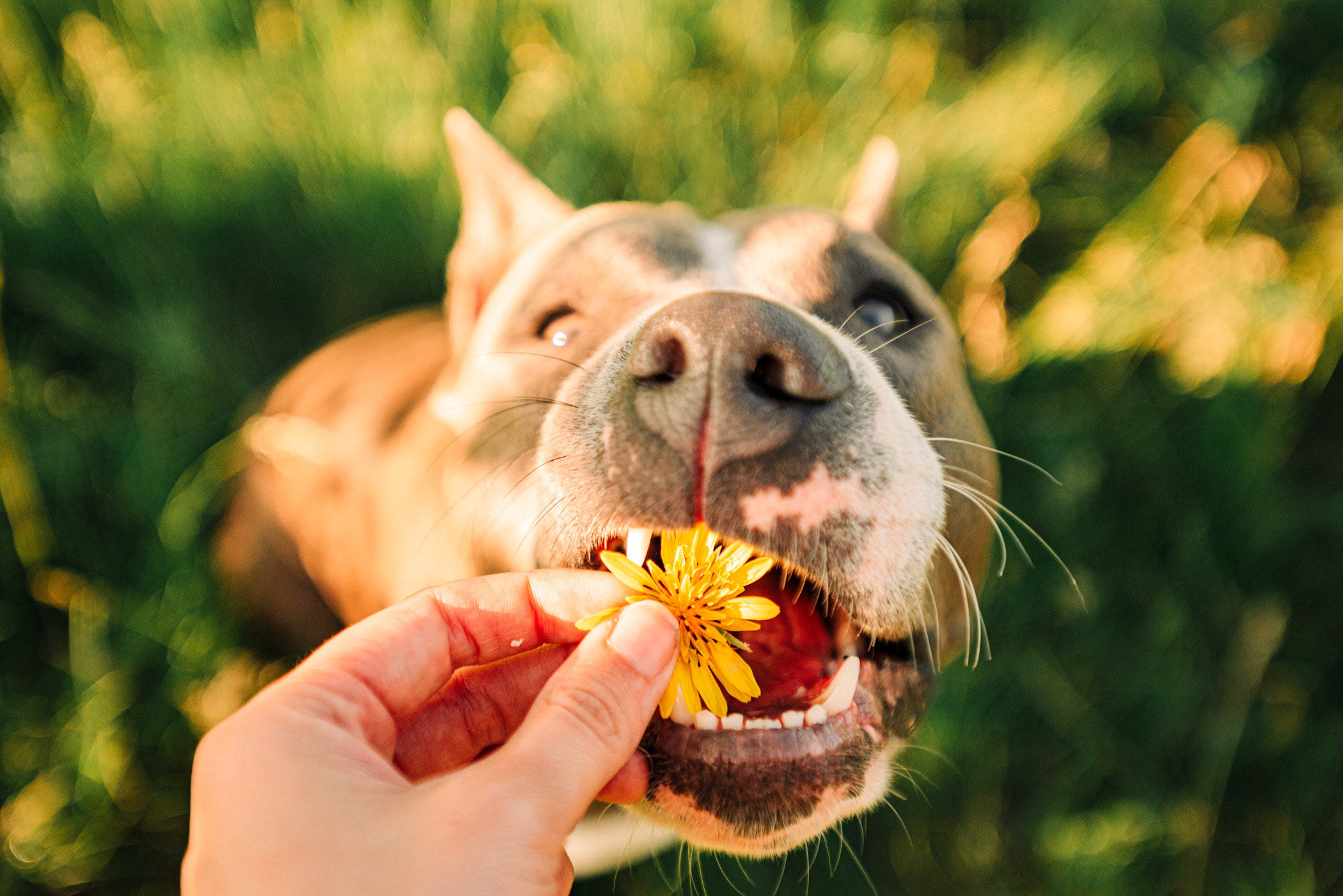 Юлия и Бэтти. Фотограф — анималист Саратов/Москва|Плужникова Юлия