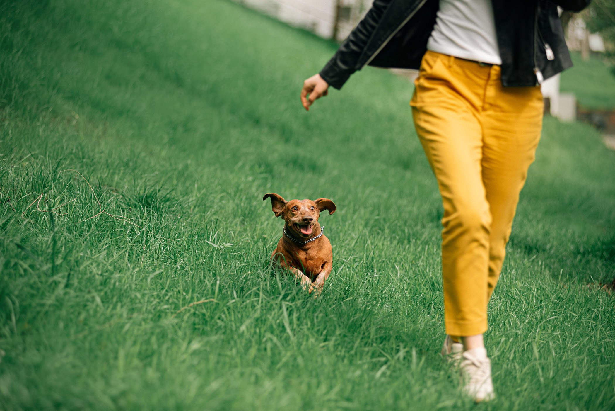 Ира и Рекс. Фотограф — анималист Саратов/Москва|Плужникова Юлия