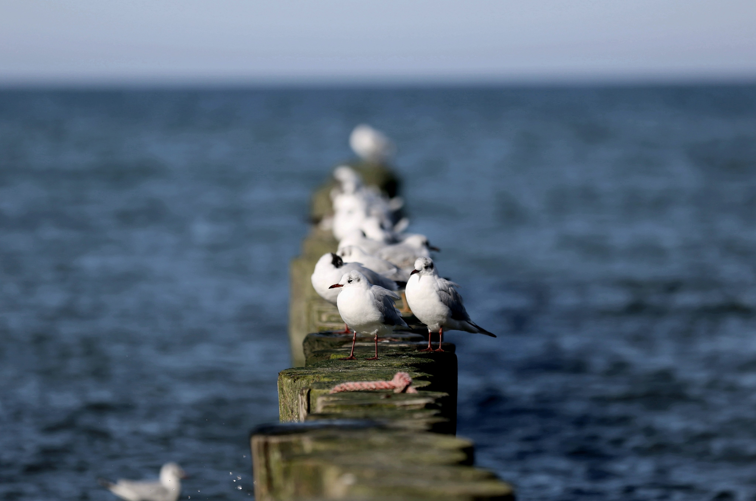 Набережная в Зеленоградске
