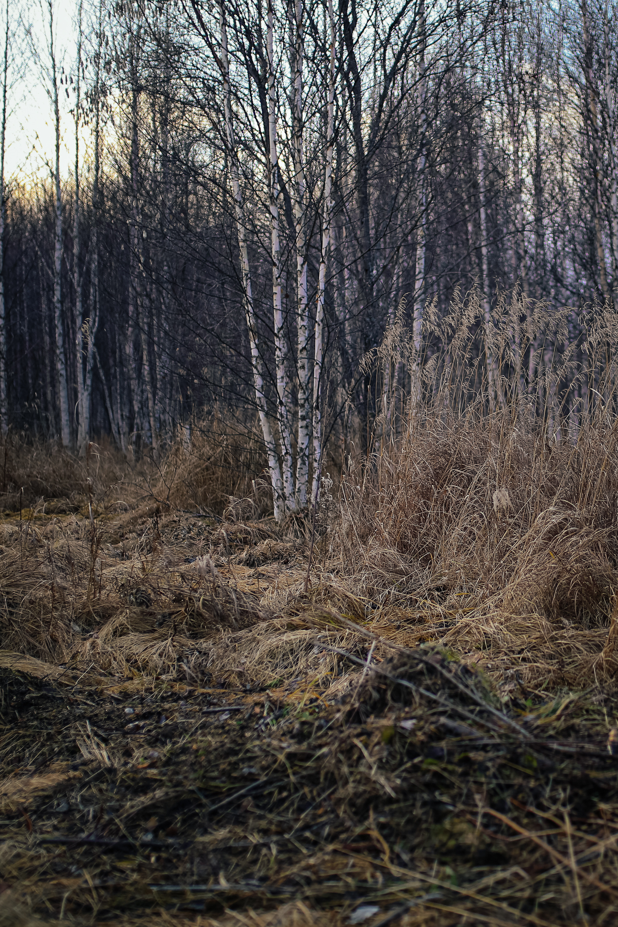 «Covid — 19 как метафора сенсорной депривации». Наталья Чернобровкина — междисциплинарный художник