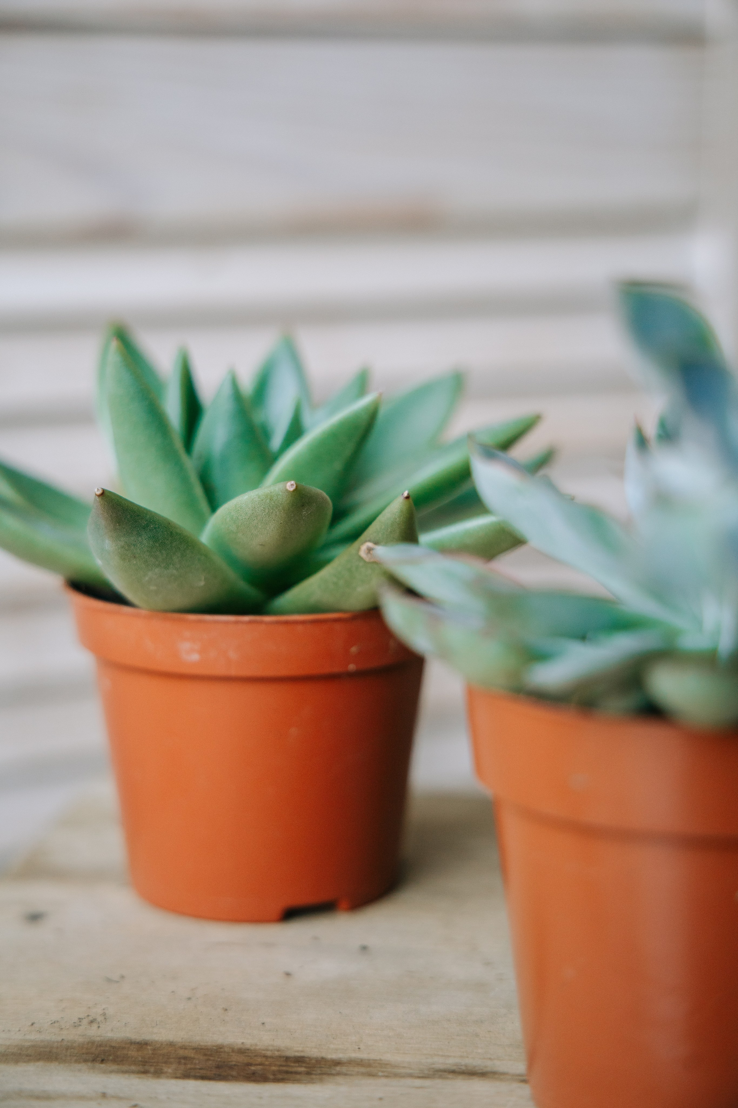 ОЗЕЛЕНЕНИЕ СРЕДЫ. Студия цветов в Санкт-Петербурге Ирины Гуриной