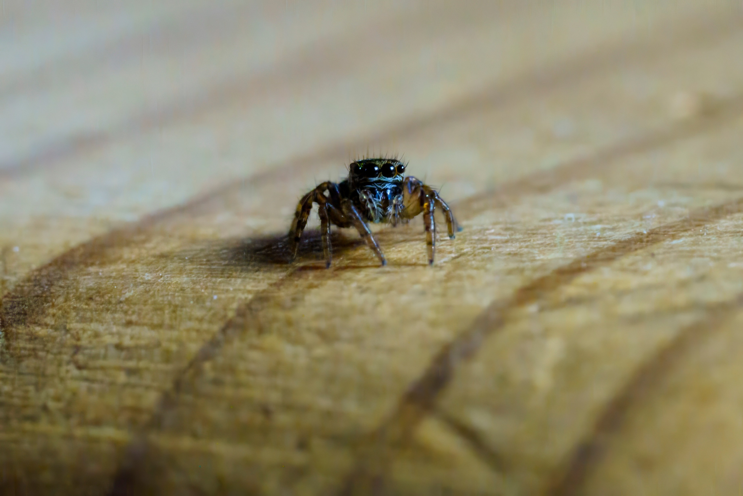 Скакунец. Wildlife photography by Sergey Puponin