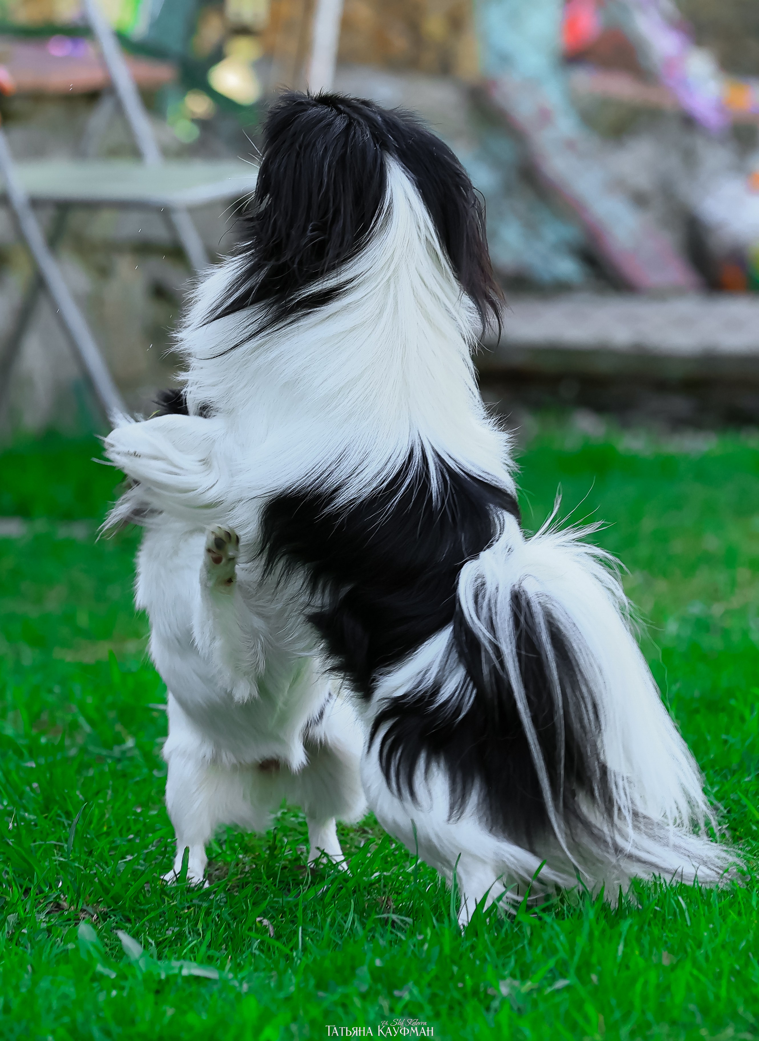 Японский хин, фотография японский хин, собака в цветах, красивая собака, фотограф анималист, фотокурс Анималистика, научиться фотографировать собак, фотограф Новосибирск