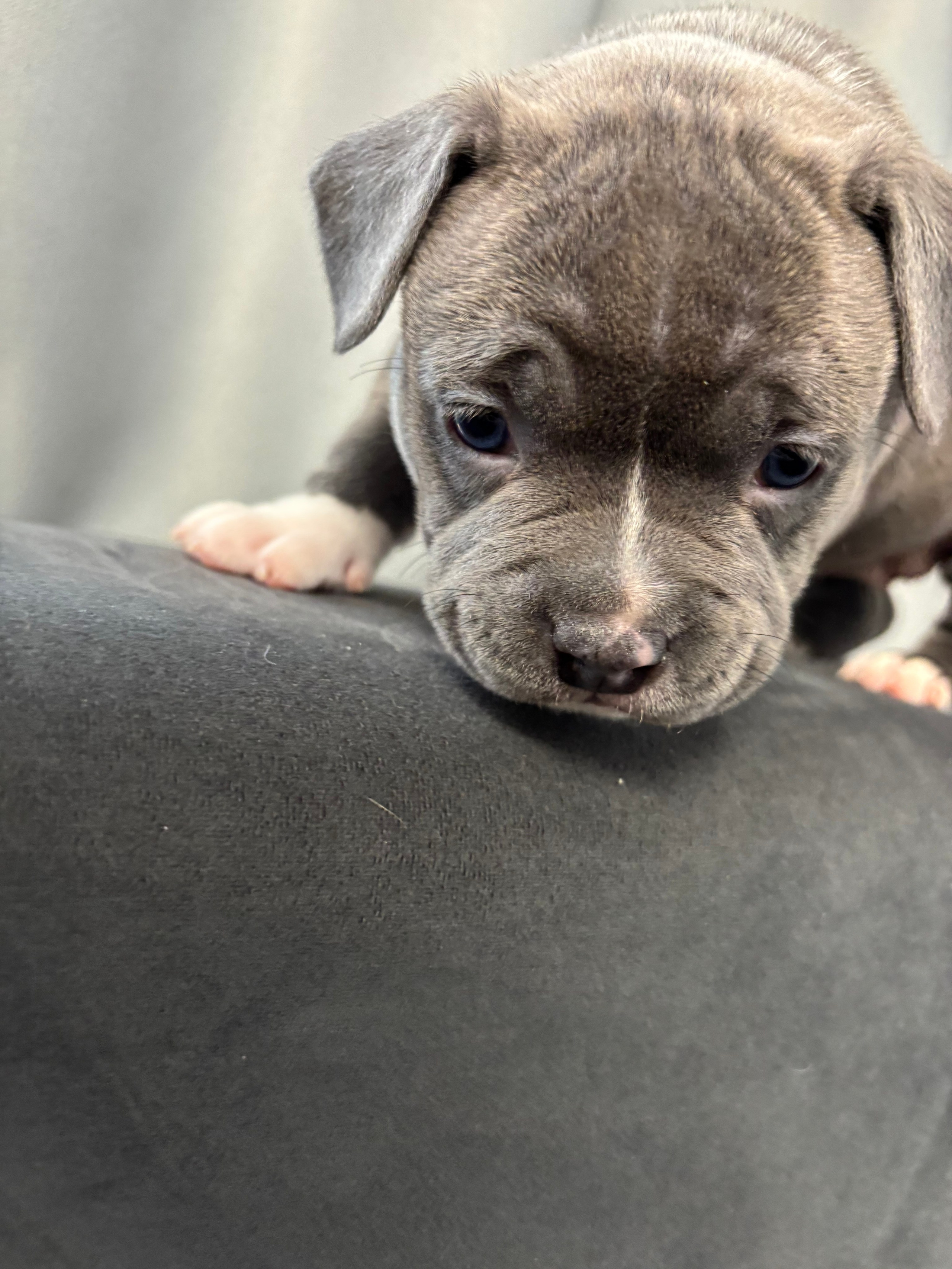 Помет Рич и Дося 04.02.25. Американский Булли в г. Ростов-на-Дону. Питомник THE POWER OF SIBERIA