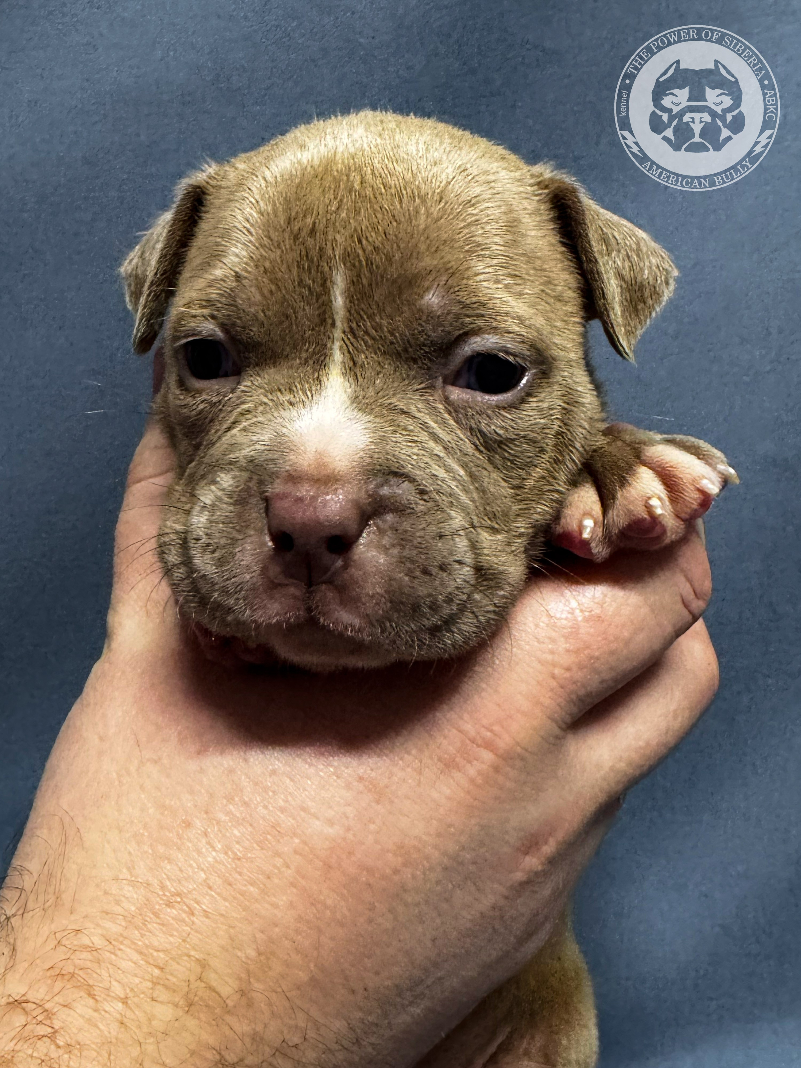 Все свободные щенки. Американский Булли в г. Ростов-на-Дону. Питомник THE POWER OF SIBERIA
