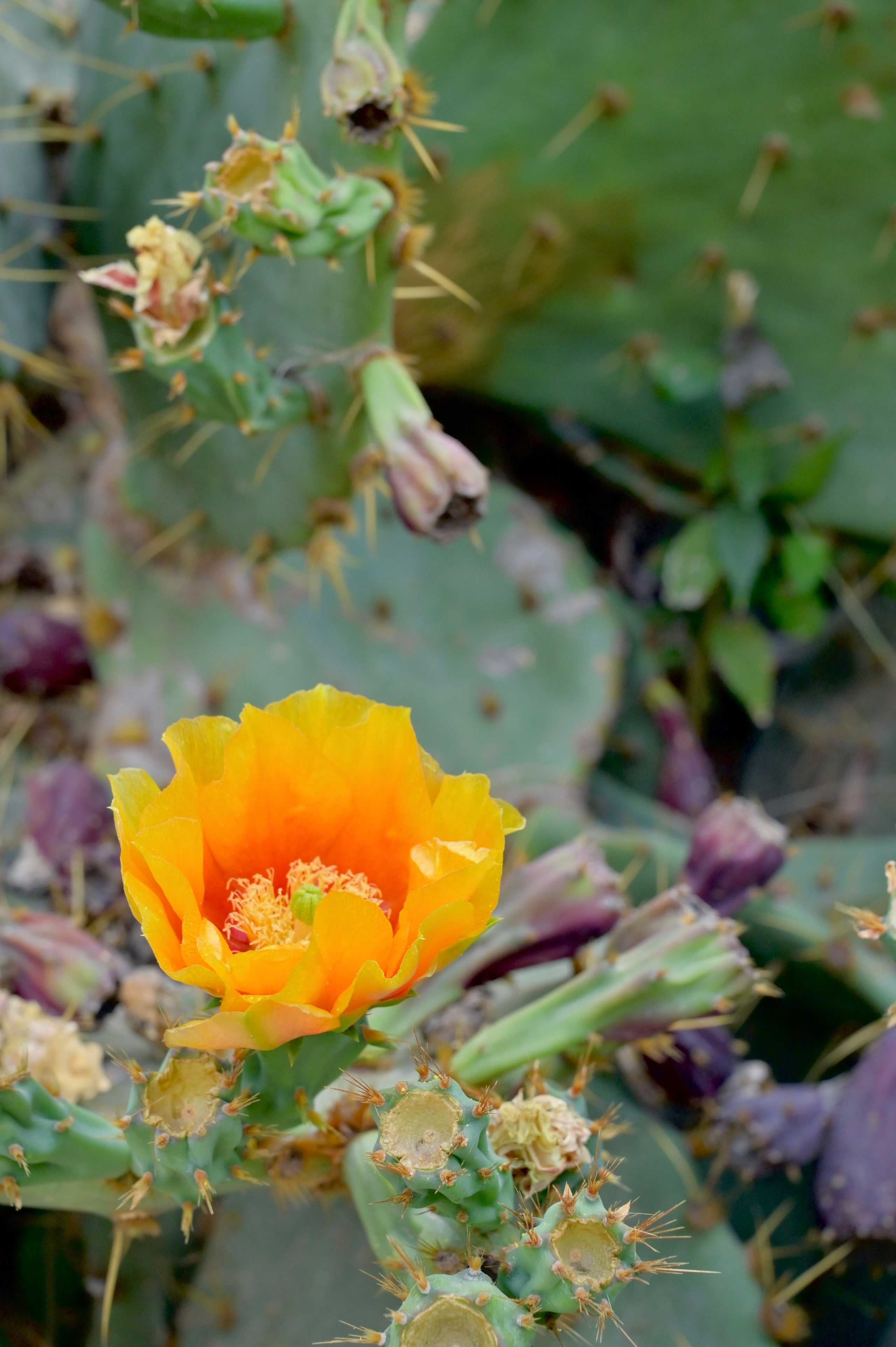 Ботанический сад в Валенсии — старейший в Европе. Гид и фотограф в Валенсии Новиков Михаил