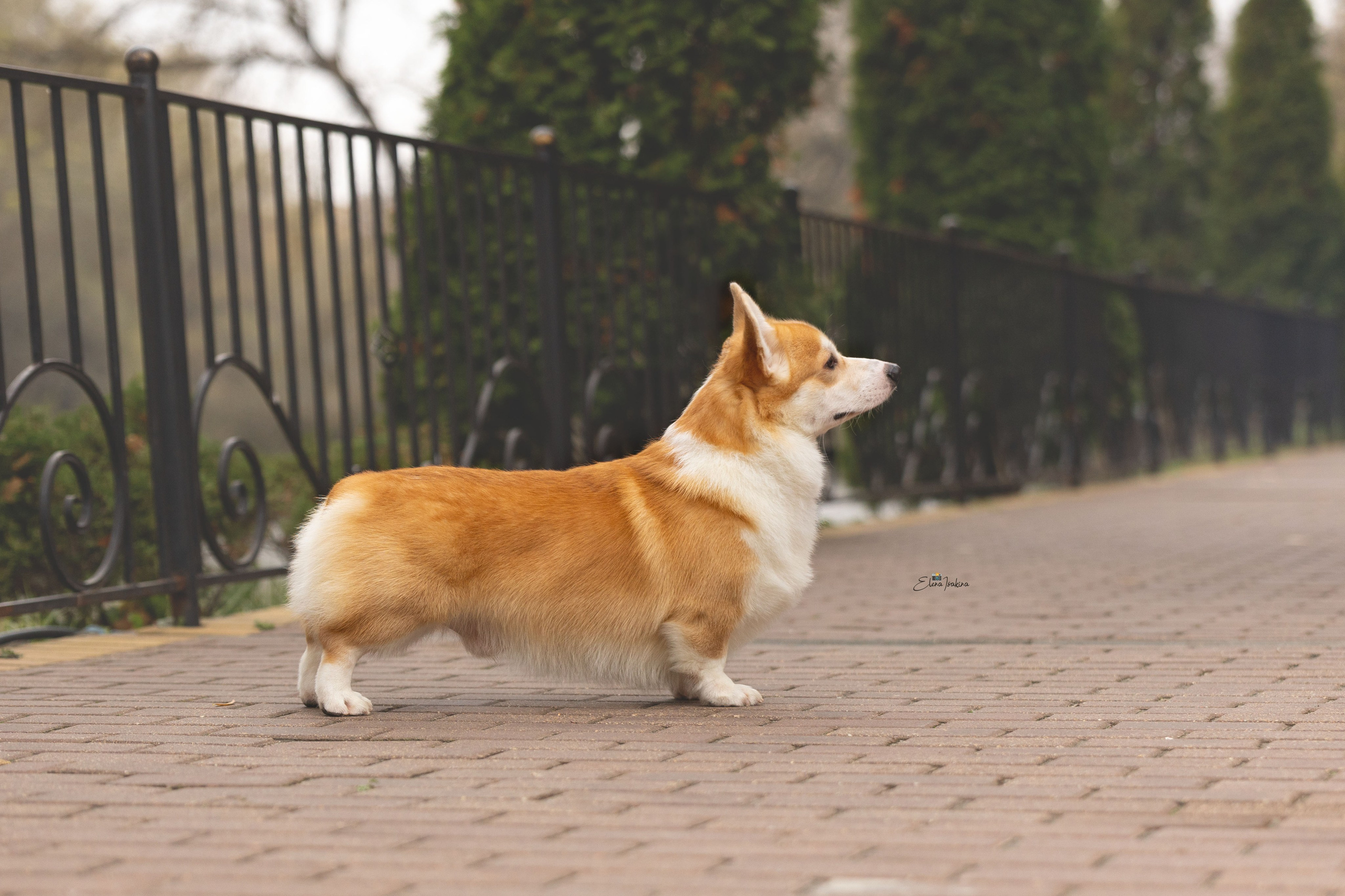 Ларри. Купить щенка Вельш-корги-кардиган в семейном питомнике — Ice Fantasy
