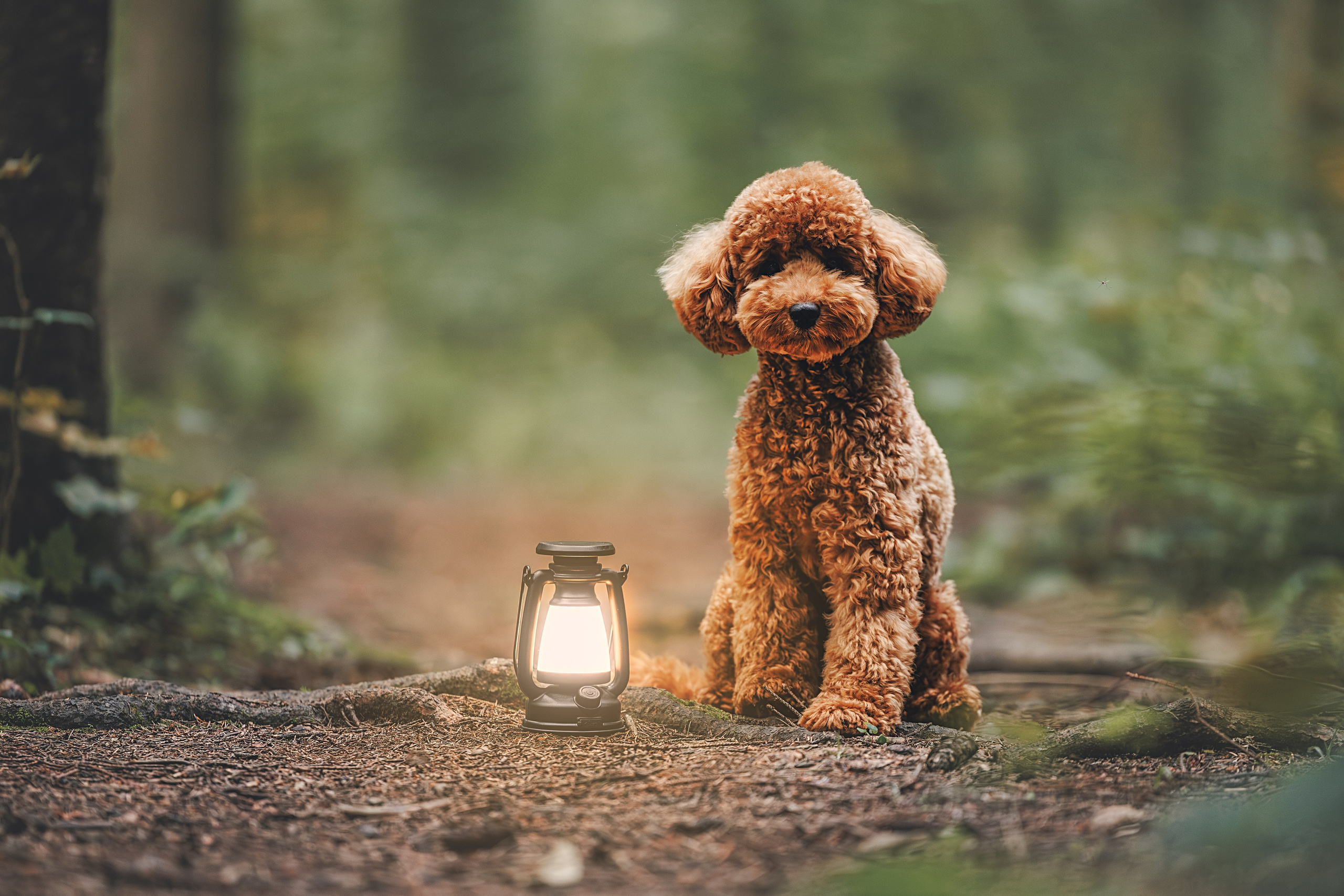 Фотограф Анималист в Москве Анастасия Жучкова