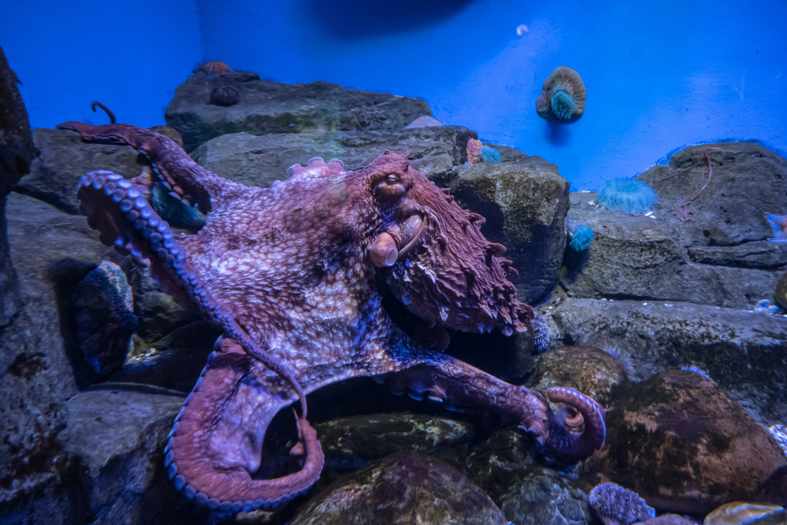 Москвариум. Фотограф Роман Адлер