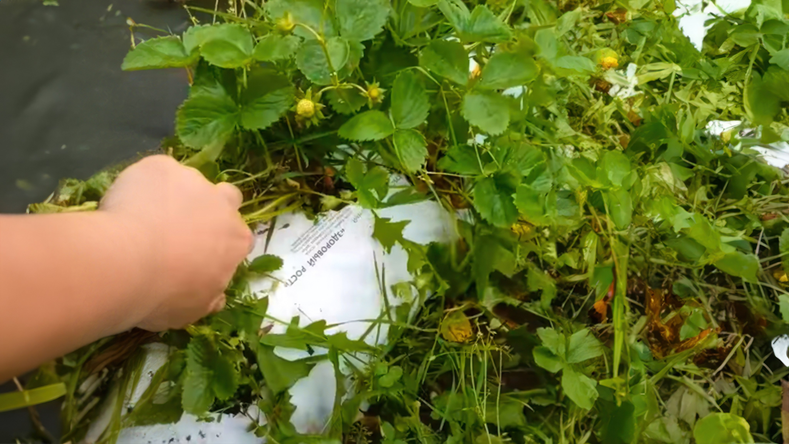 БИОЭНЕРГИЯ — Производство субстрата для теплиц, маты для выращивания