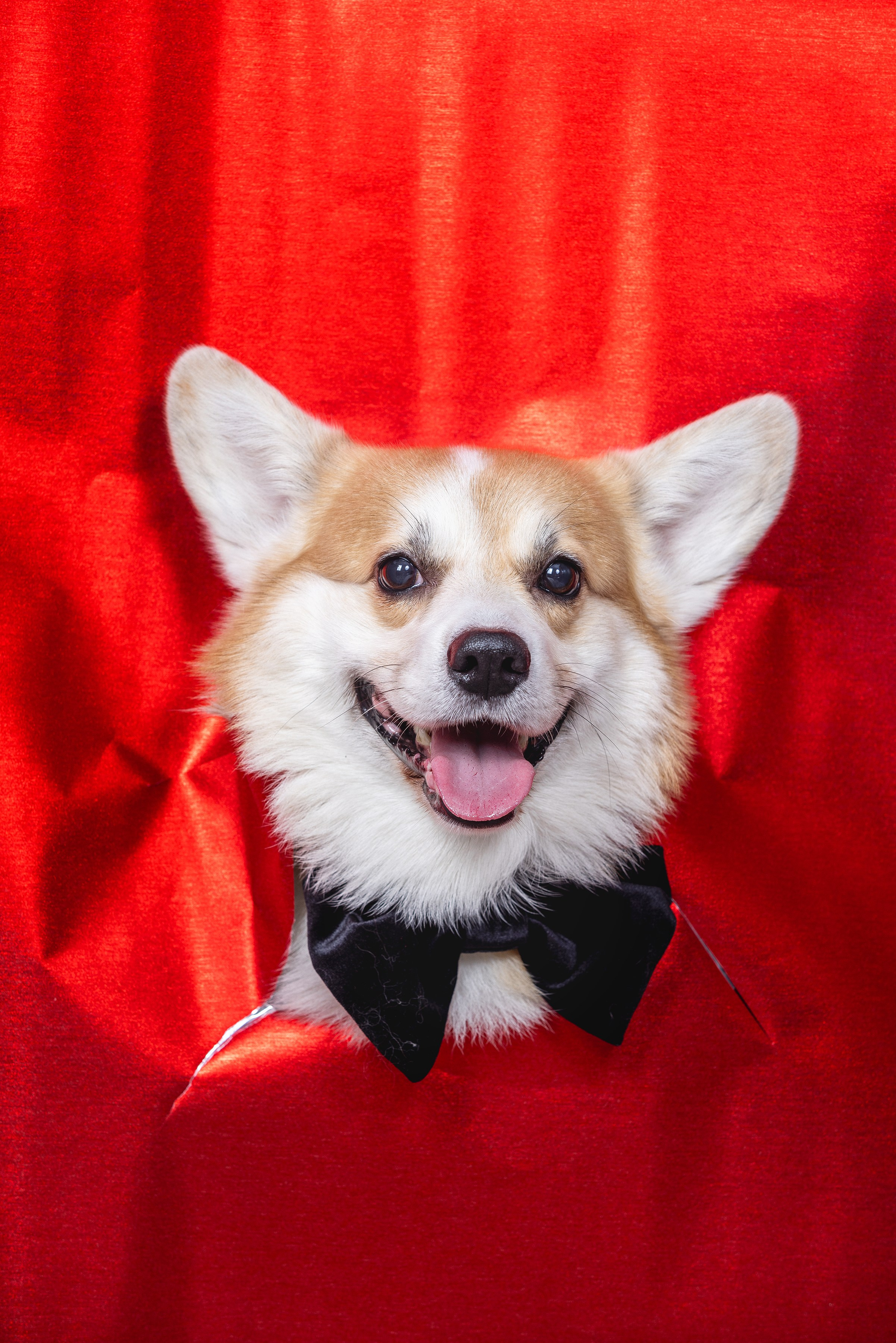 Фотограф Алена Звездина