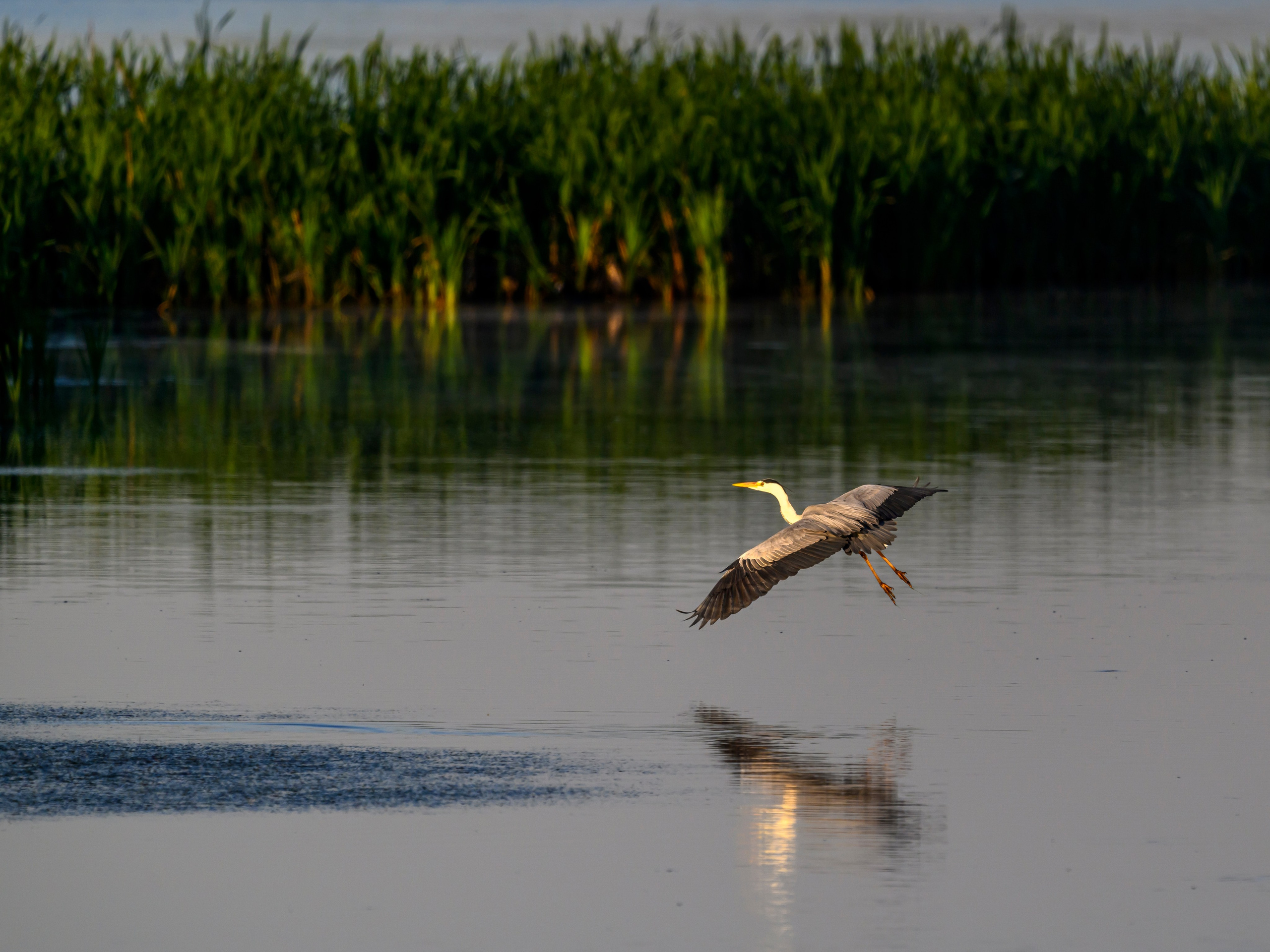 Охота сов и схватка с лунем. Фотограф Сергей Пупонин