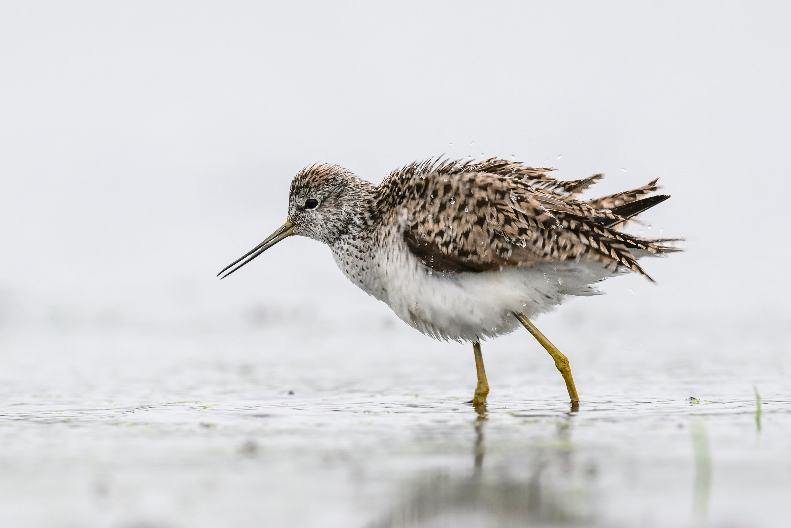 Поручейники и большой веретенник. Wildlife photography by Sergey Puponin