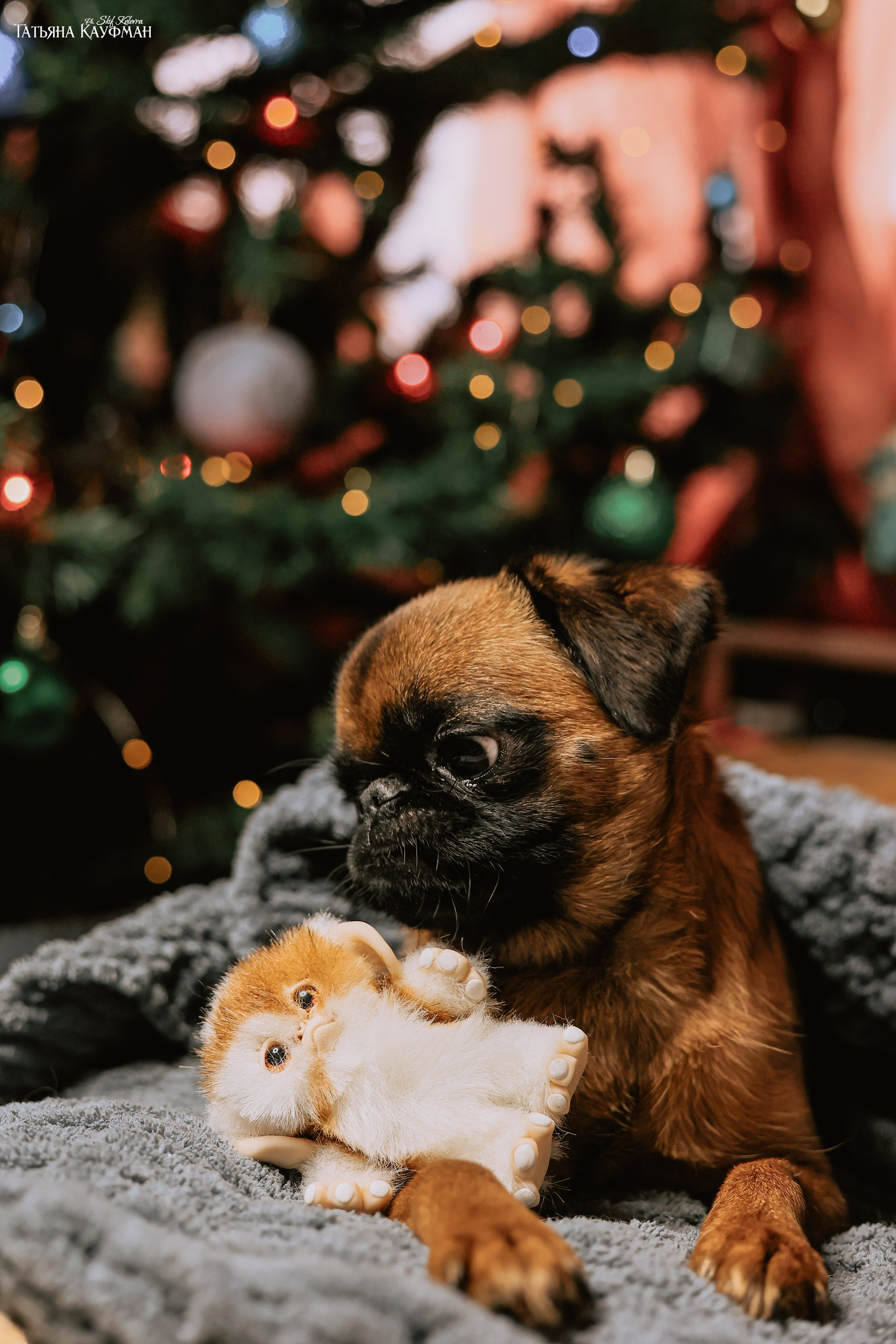 Малый брабансон, фотография брабансон, красивая собака, фотограф анималист, фотокурс Анималистика, научиться фотографировать собак, фотограф Новосибирск