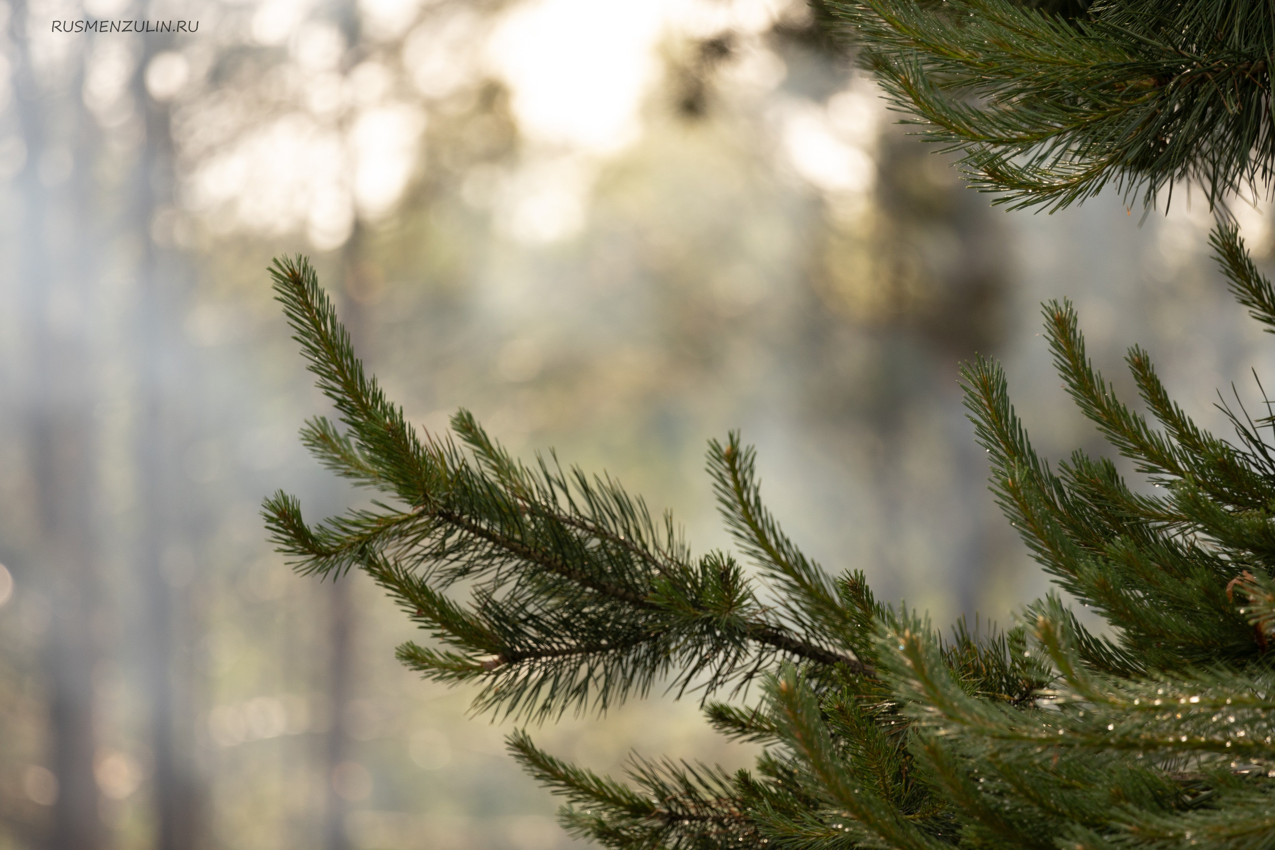 Фотосессия в Никола Ленивце