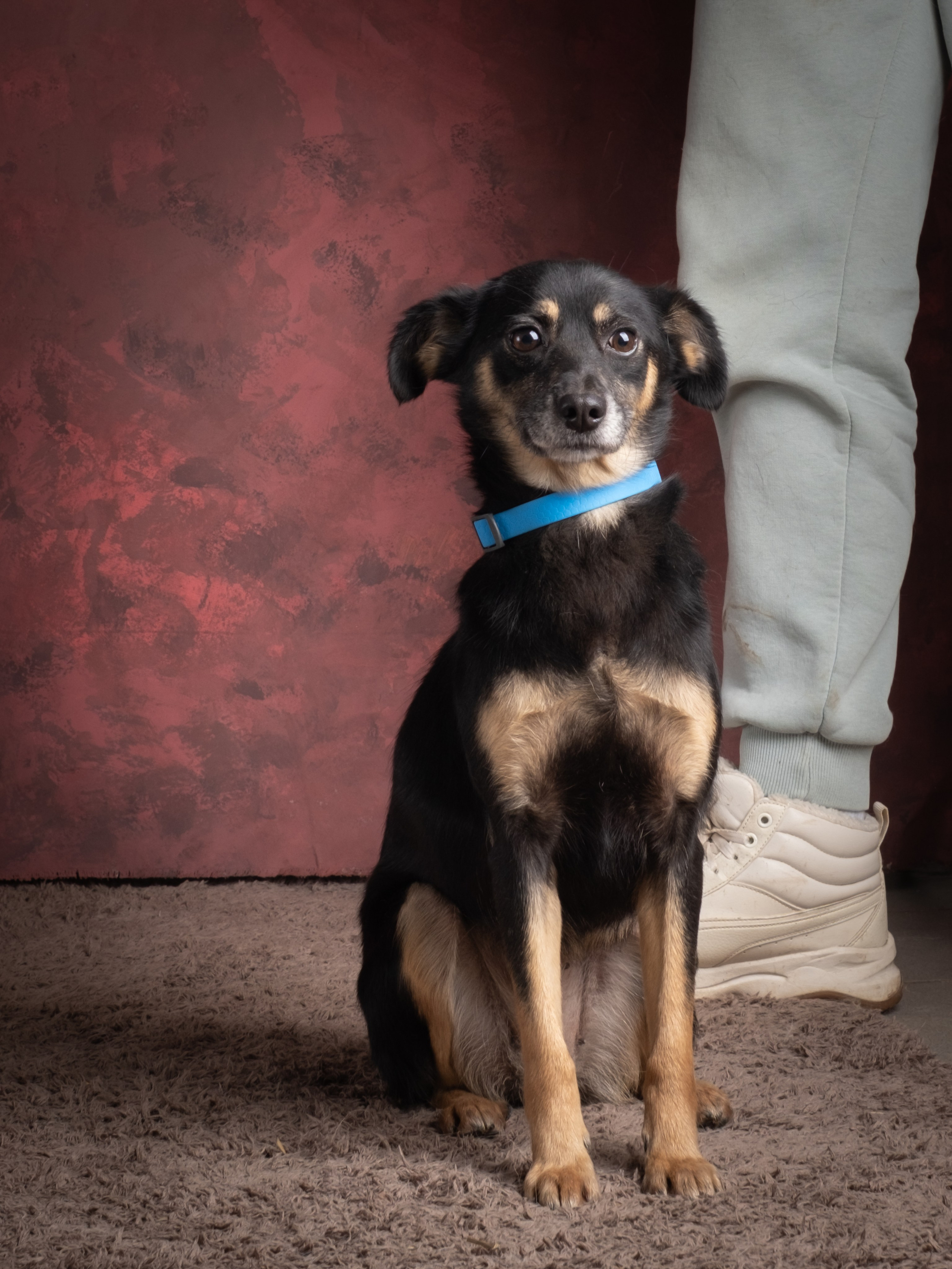 Съемки для пристройства!. Зоофотограф, фотограф животных в Москве и области Дина Дамоцева