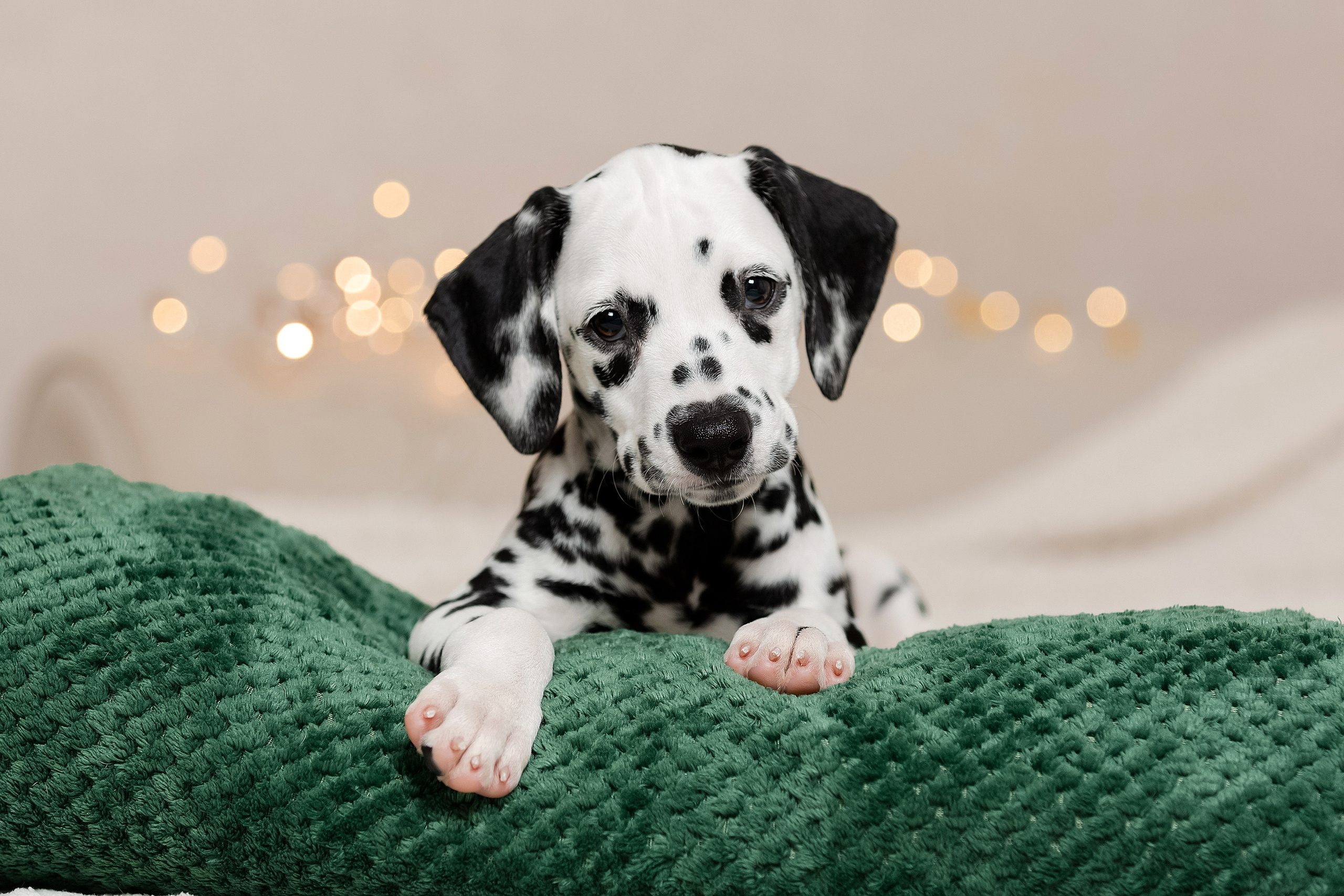 Фотограф-анималист в Краснодаре Маша Мельникова