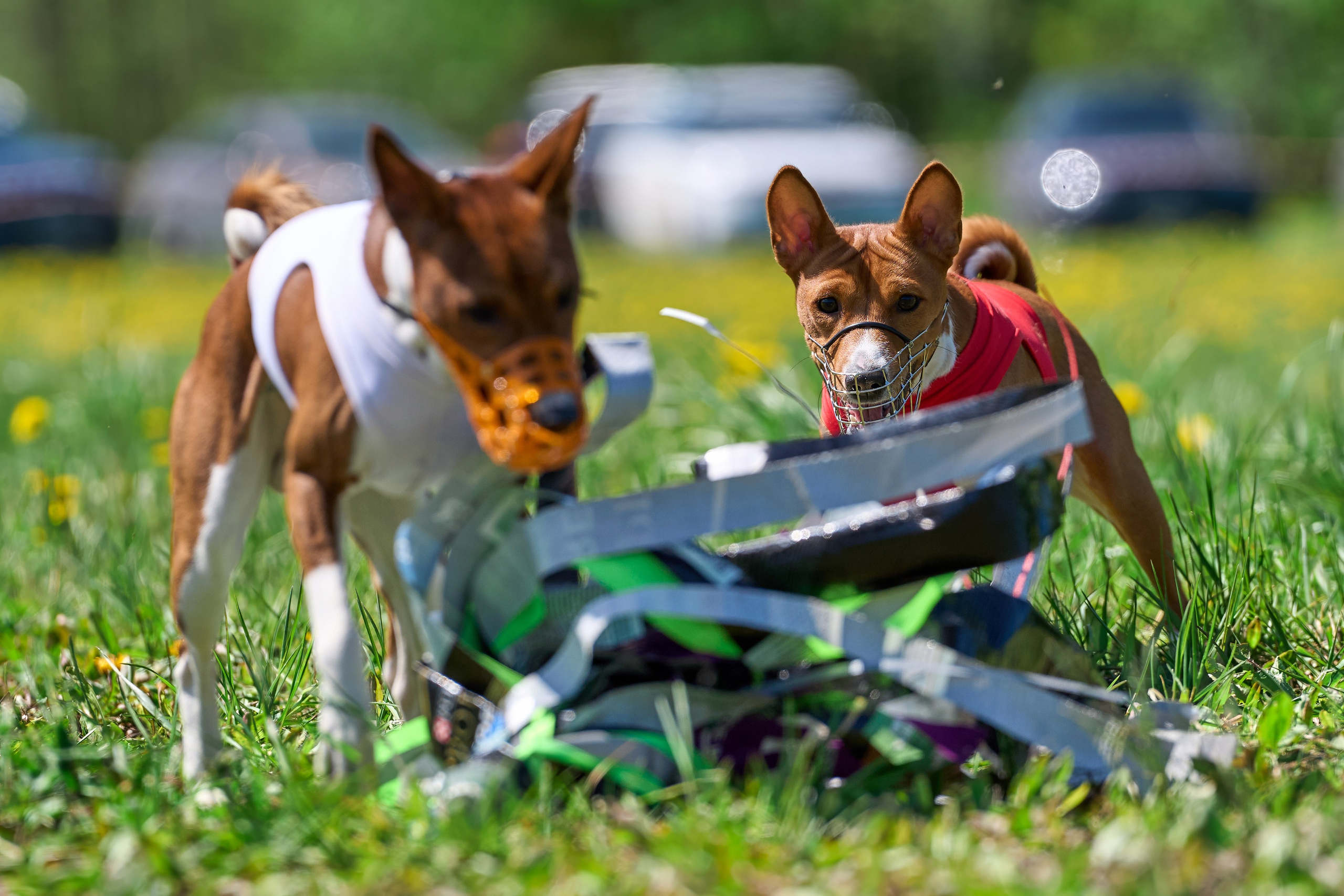 Квалификация по курсингу Донино. Фотограф-анималист Михаил Манухин