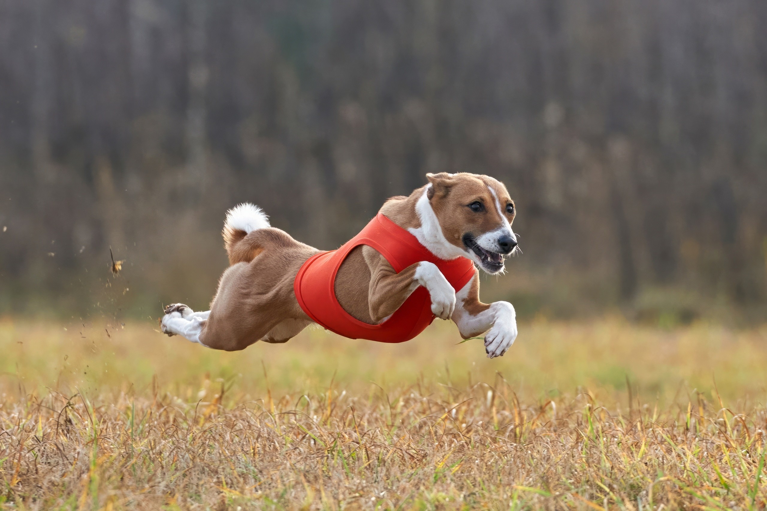 Состязания свор «Тройки». Фотограф-анималист Михаил Манухин